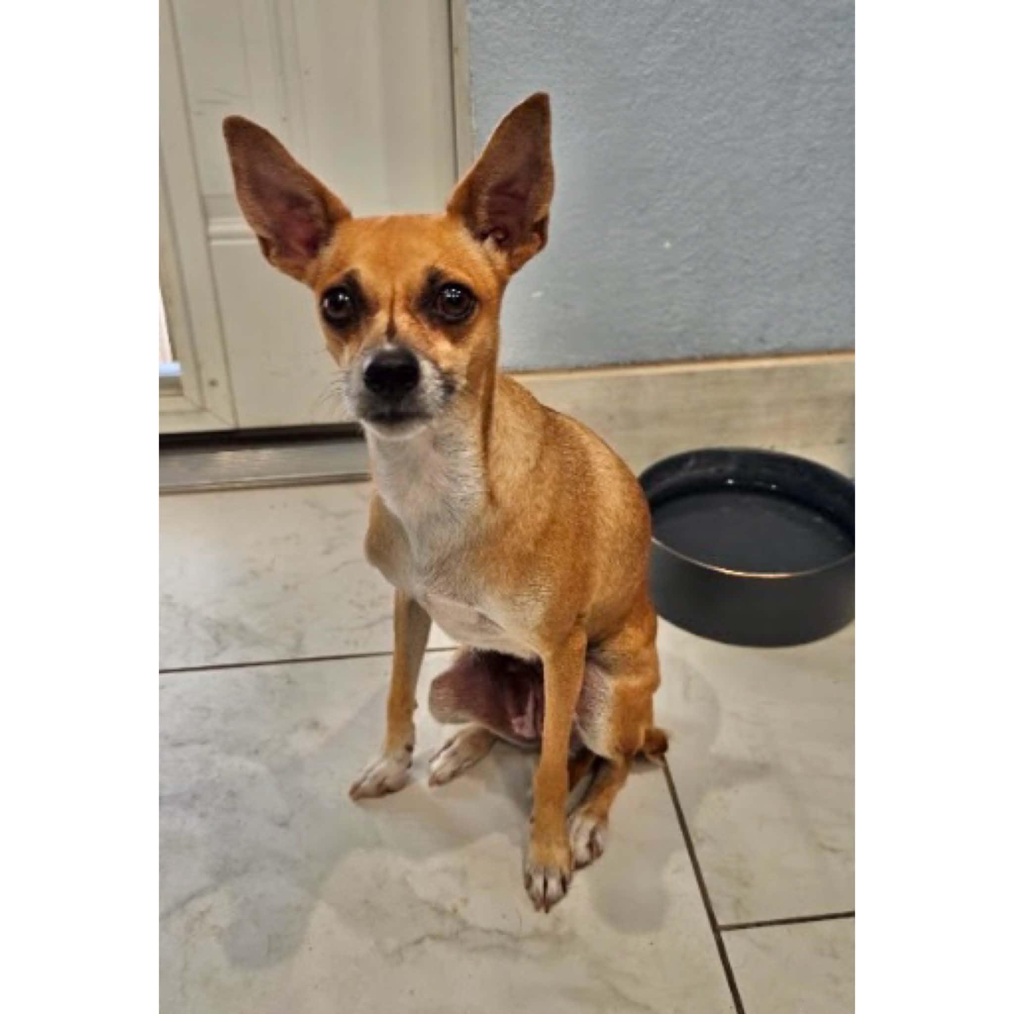 Enlarge Fiona, a Adoptable mixed breed in Boulder, CO image 6/6