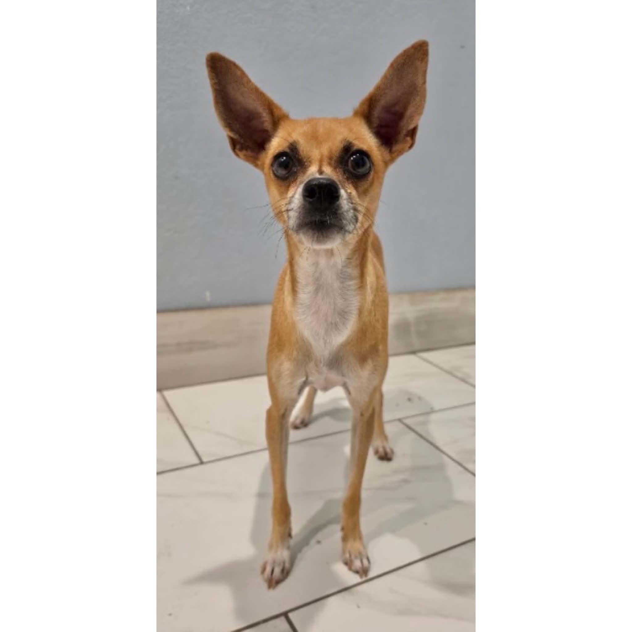 Enlarge Fiona, a Adoptable mixed breed in Boulder, CO image 1/6