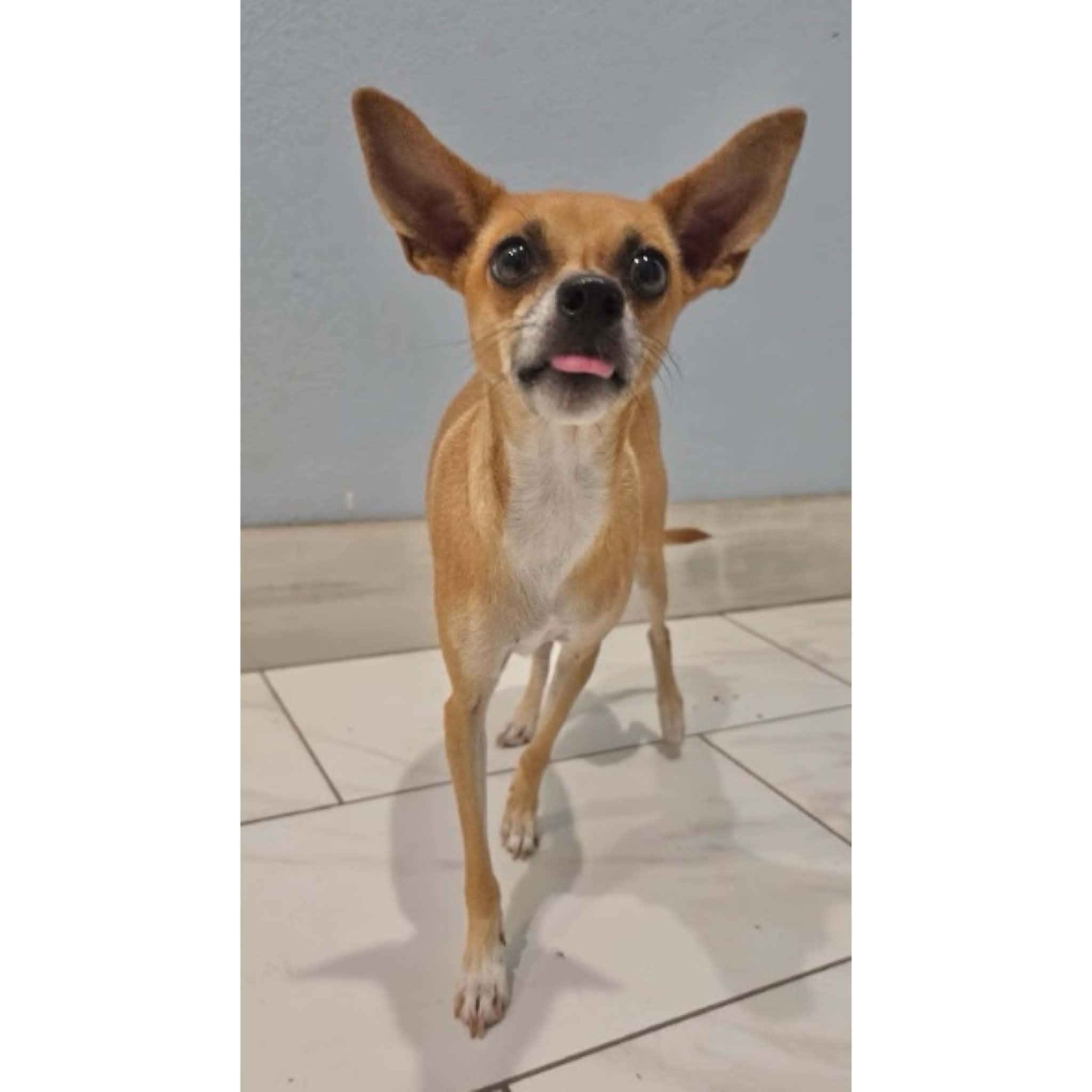 Enlarge Fiona, a Adoptable mixed breed in Boulder, CO image 5/6