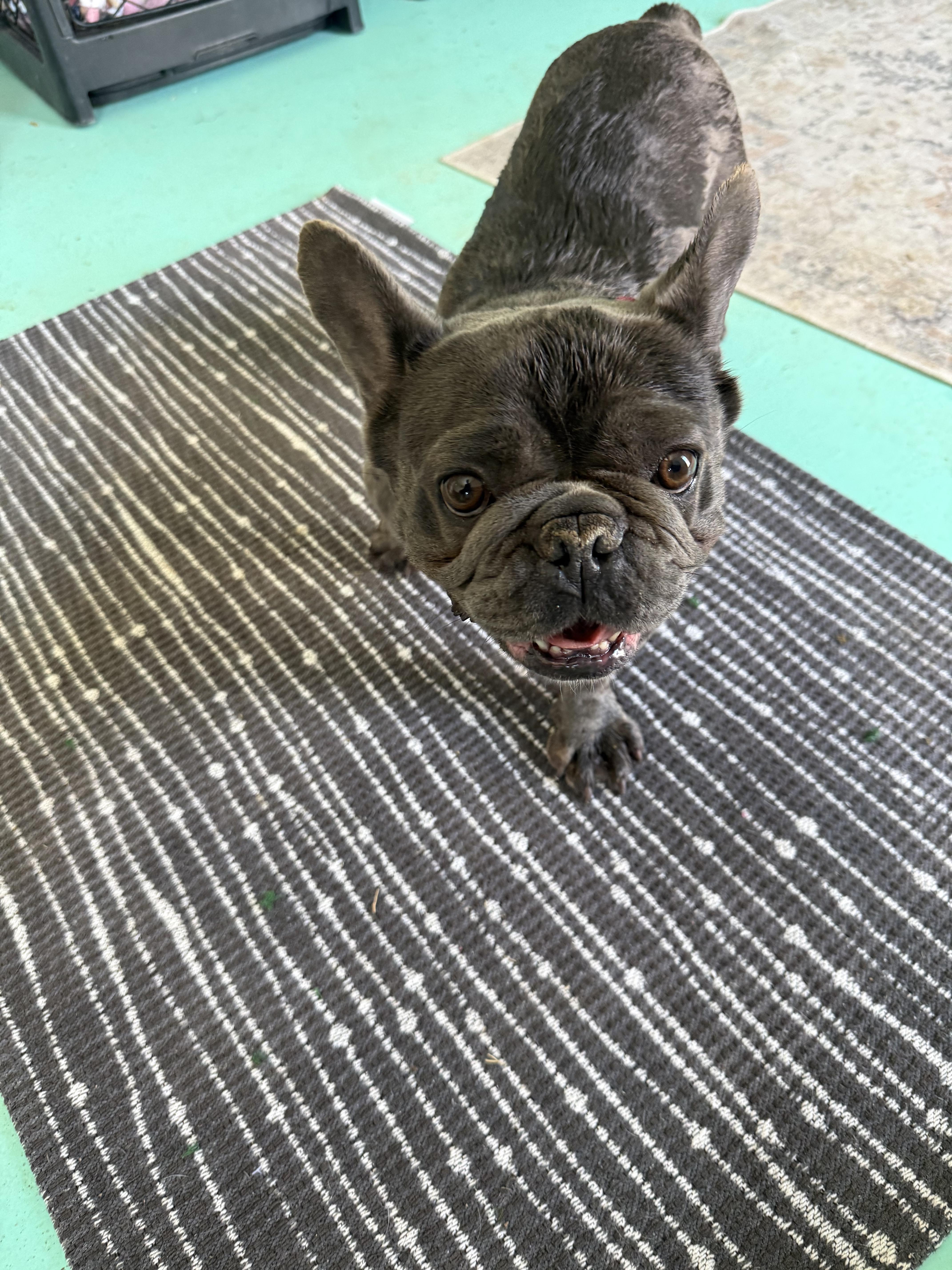 Vixen, Adoptable, Adult Female French Bulldog.