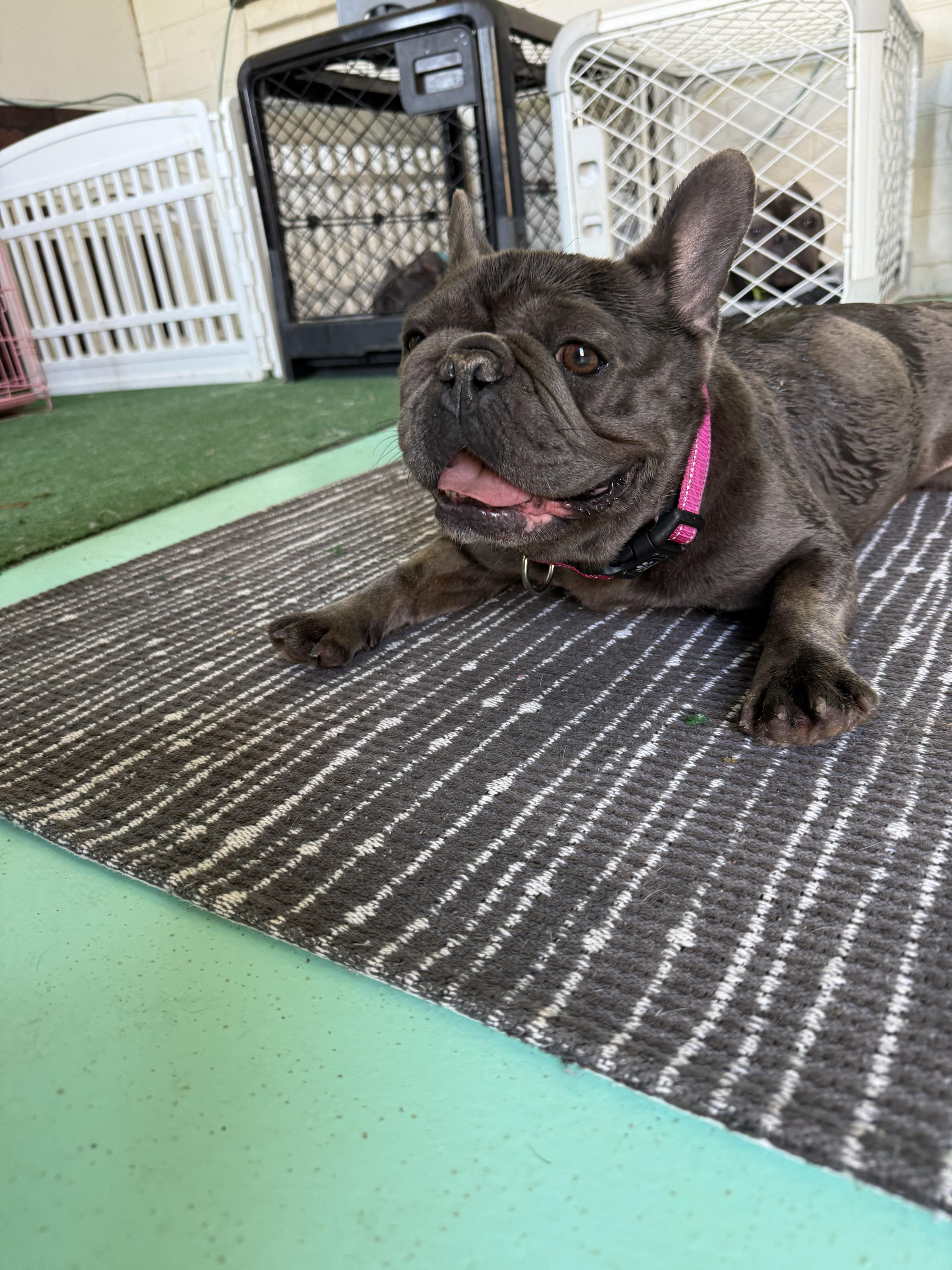 Vixen, a Adoptable French Bulldog in Mesa, AZ image 2/6