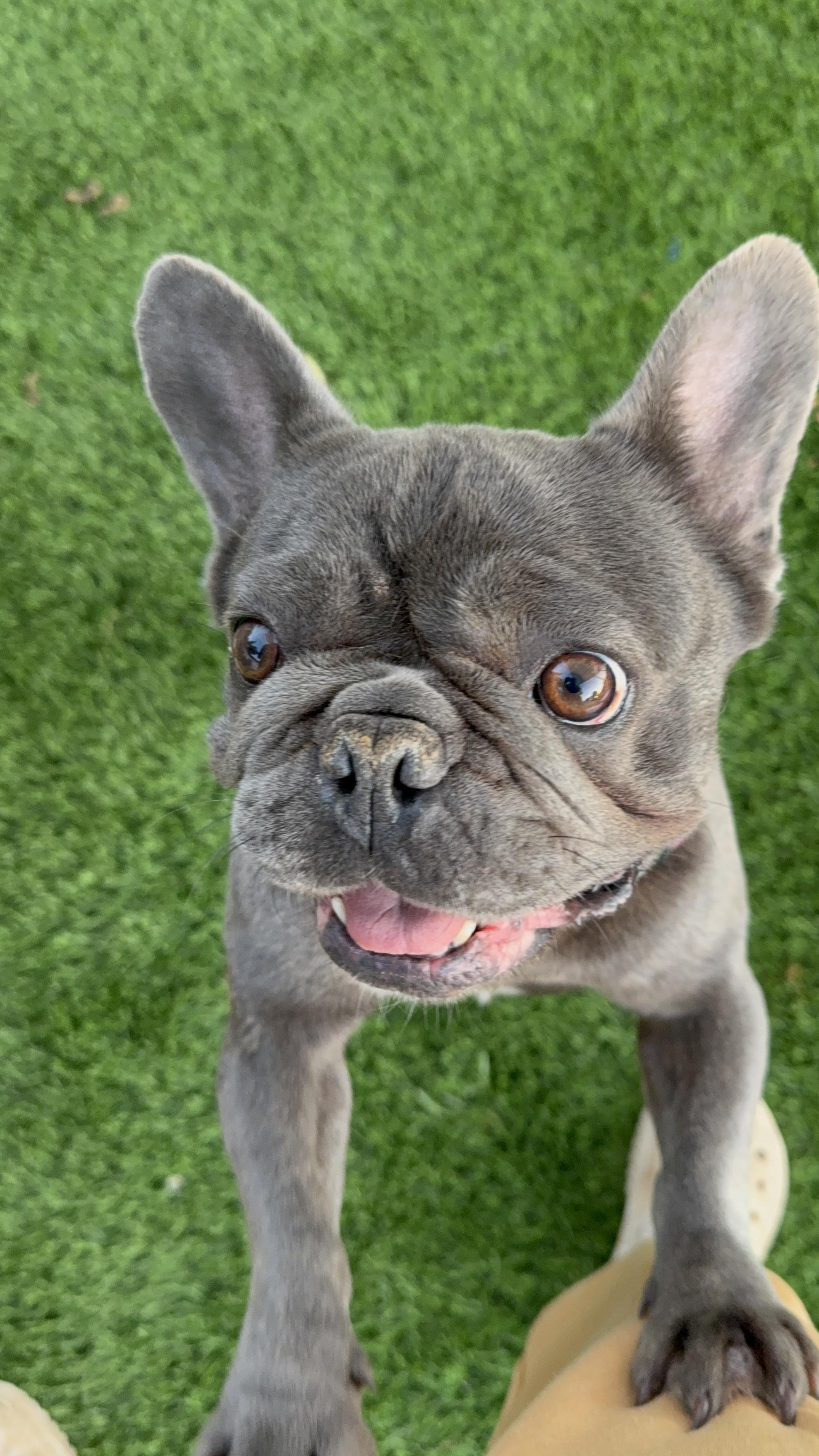 Vixen, a Adoptable French Bulldog in Mesa, AZ image 3/6