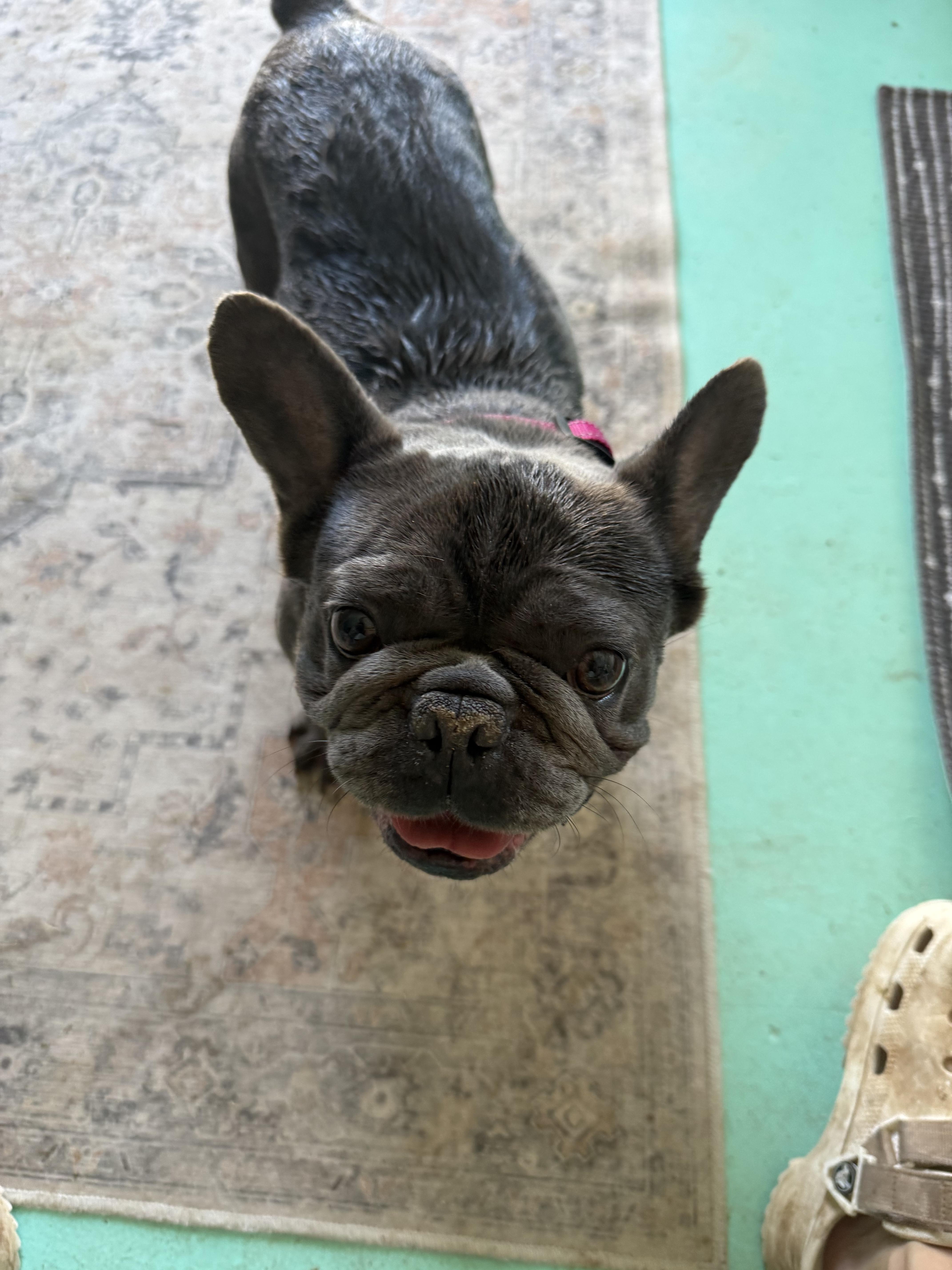 Vixen, a Adoptable French Bulldog in Mesa, AZ image 4/6