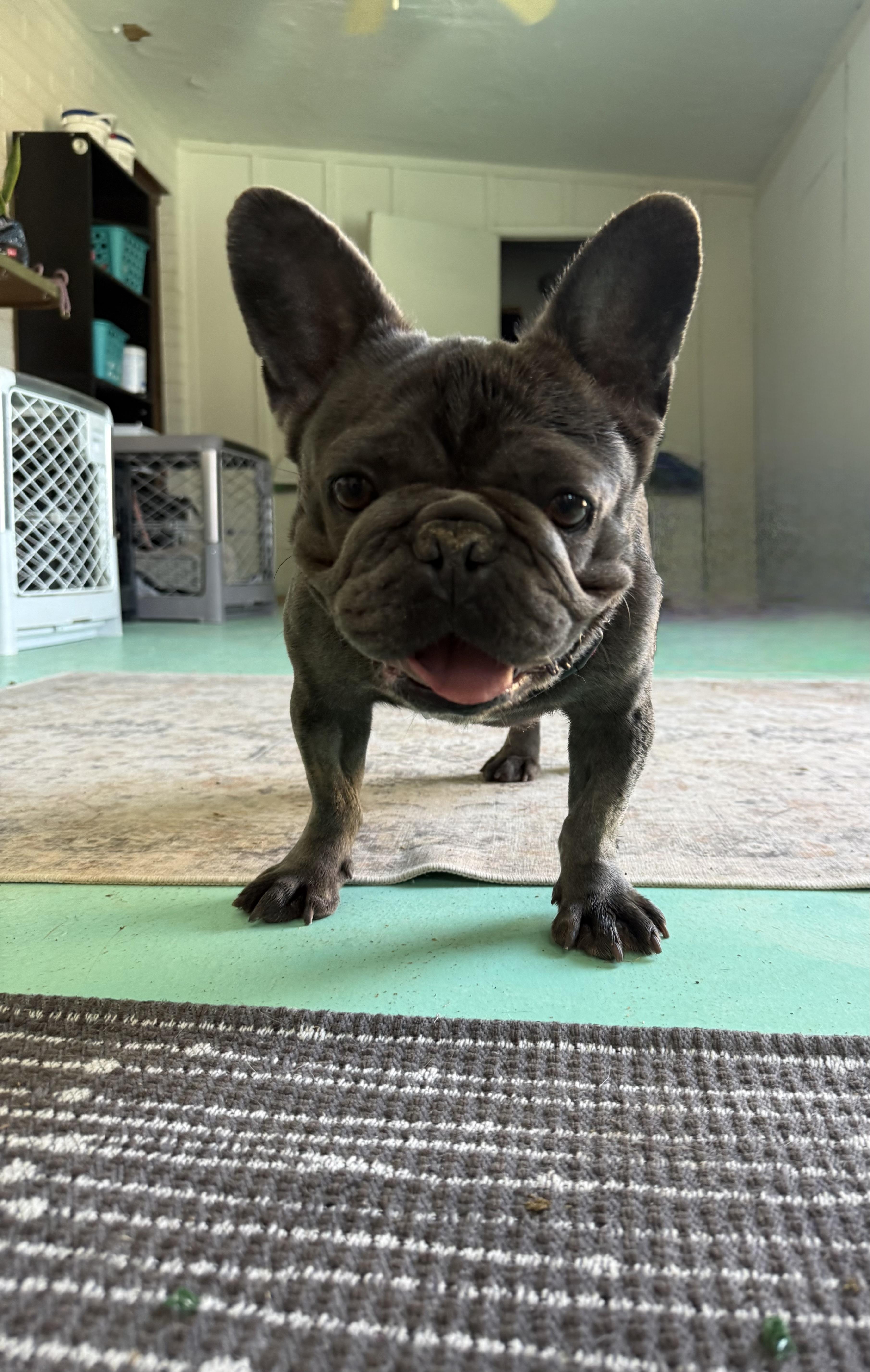 Vixen, a Adoptable French Bulldog in Mesa, AZ image 5/6