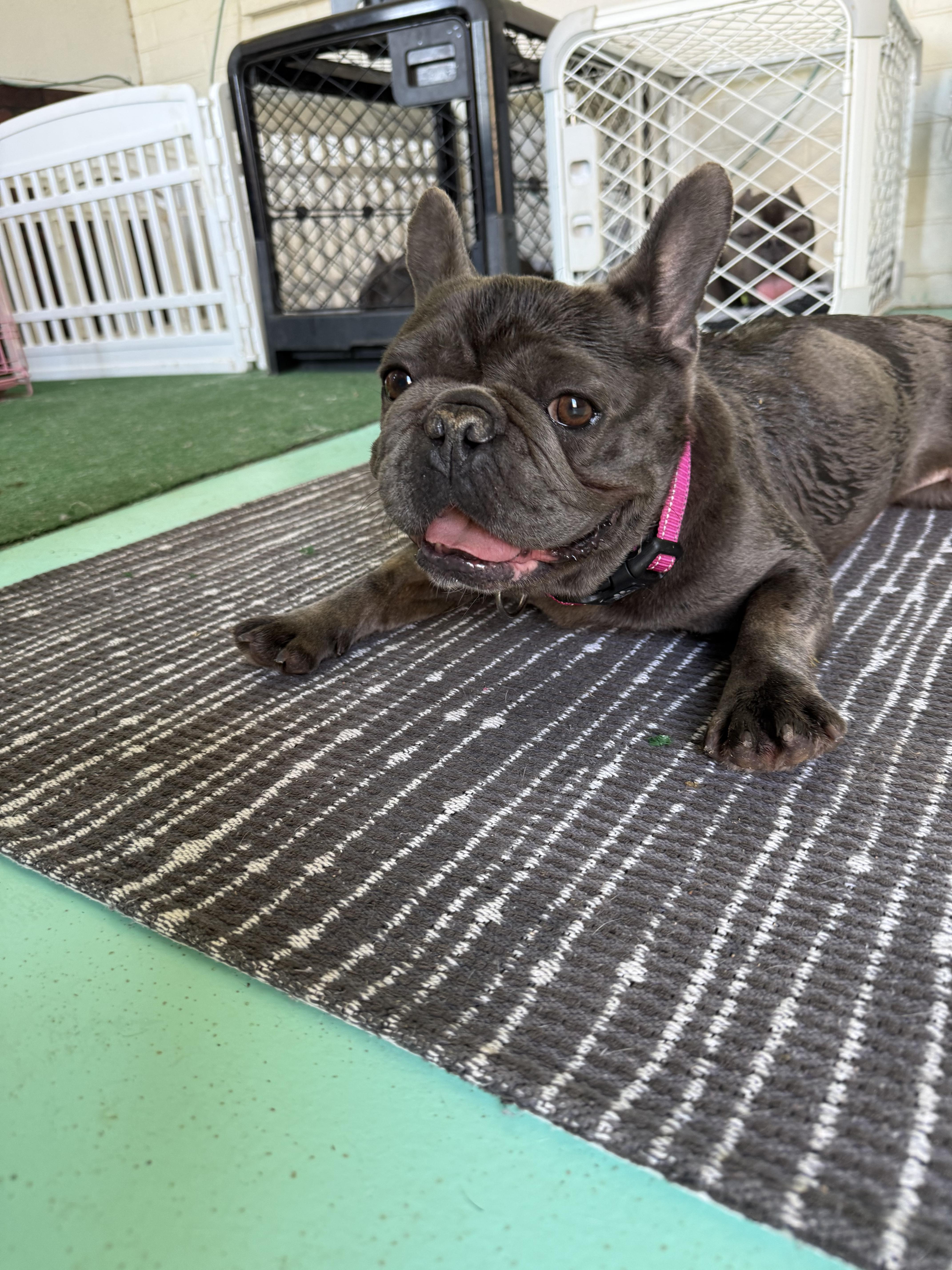 Vixen, a Adoptable French Bulldog in Mesa, AZ image 6/6