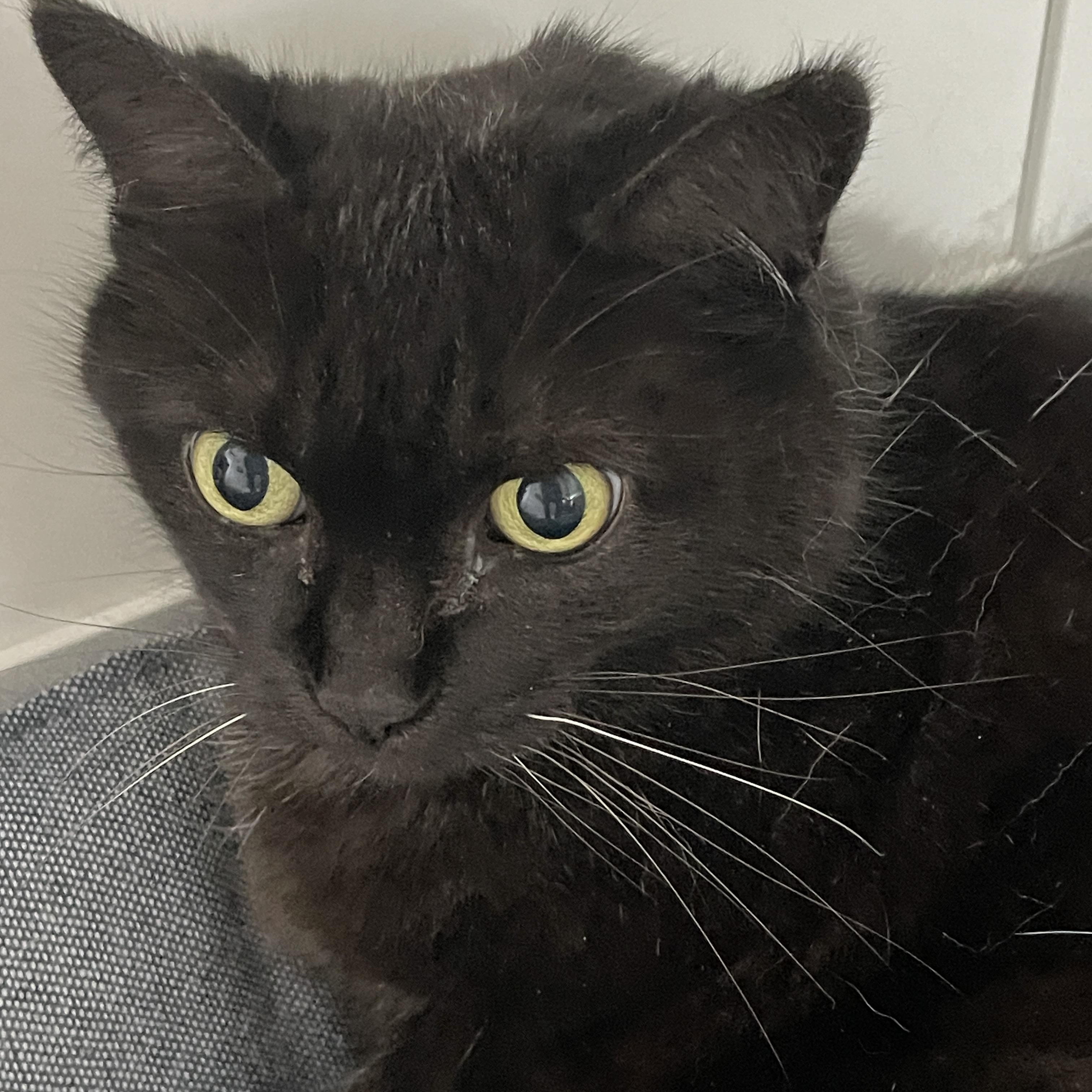 Enlarge Sheena, a Adoptable mixed breed in Oshawa, ON image 2/2