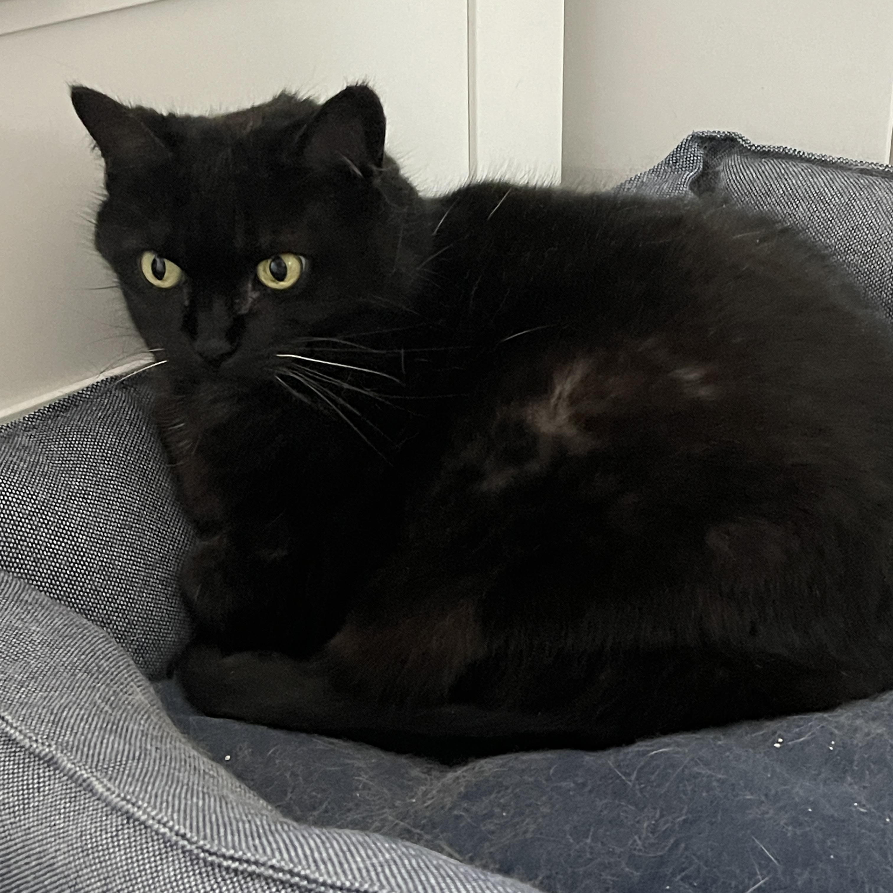 Sheena, Adoptable, Senior Female Domestic Short Hair.