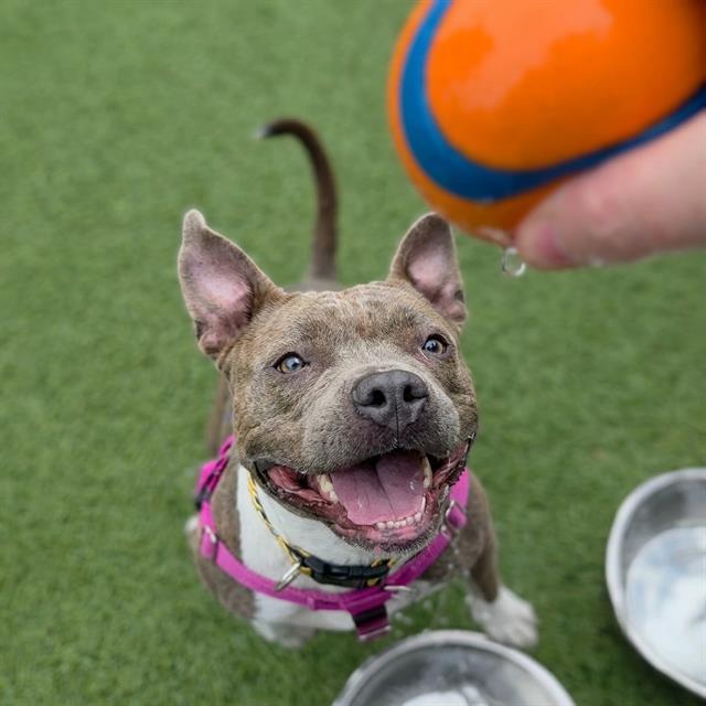Enlarge DAISY, a Adoptable mixed breed in Indianapolis, IN image 1/1