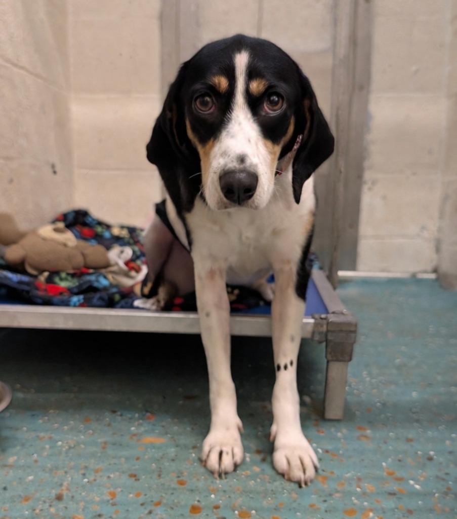 Roxie, Adoptable, Young Female Beagle & Mixed Breed.