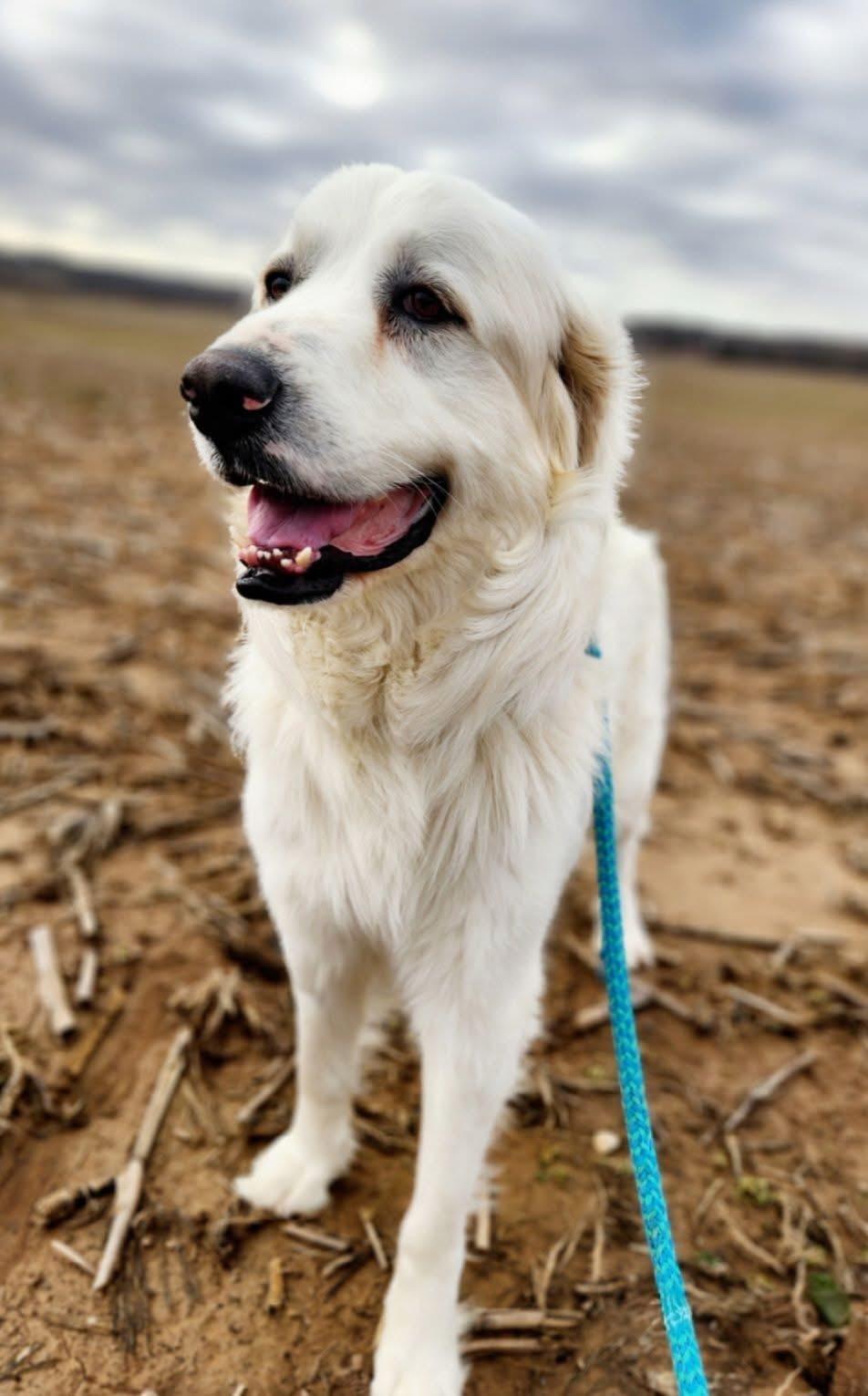 Enlarge Bluey, a Adoptable Great Pyrenees in Greenville, KY image 3/5