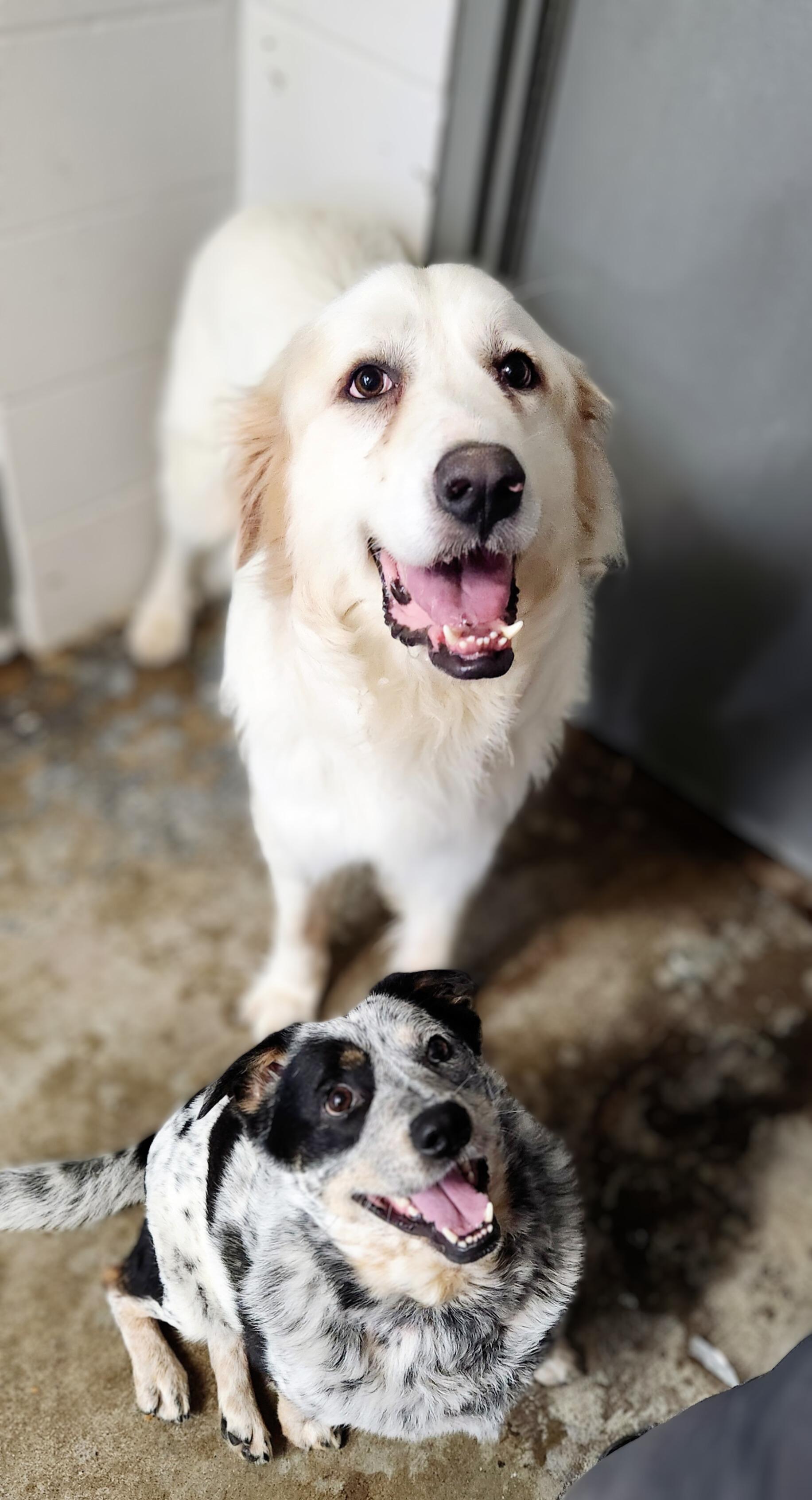 Enlarge Bluey, a Adoptable Great Pyrenees in Greenville, KY image 5/5
