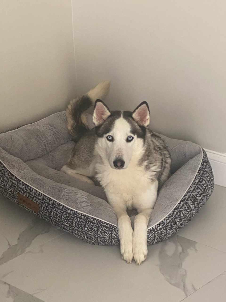 Mila, a Adoptable mixed breed in Boca Raton, FL image 4/4