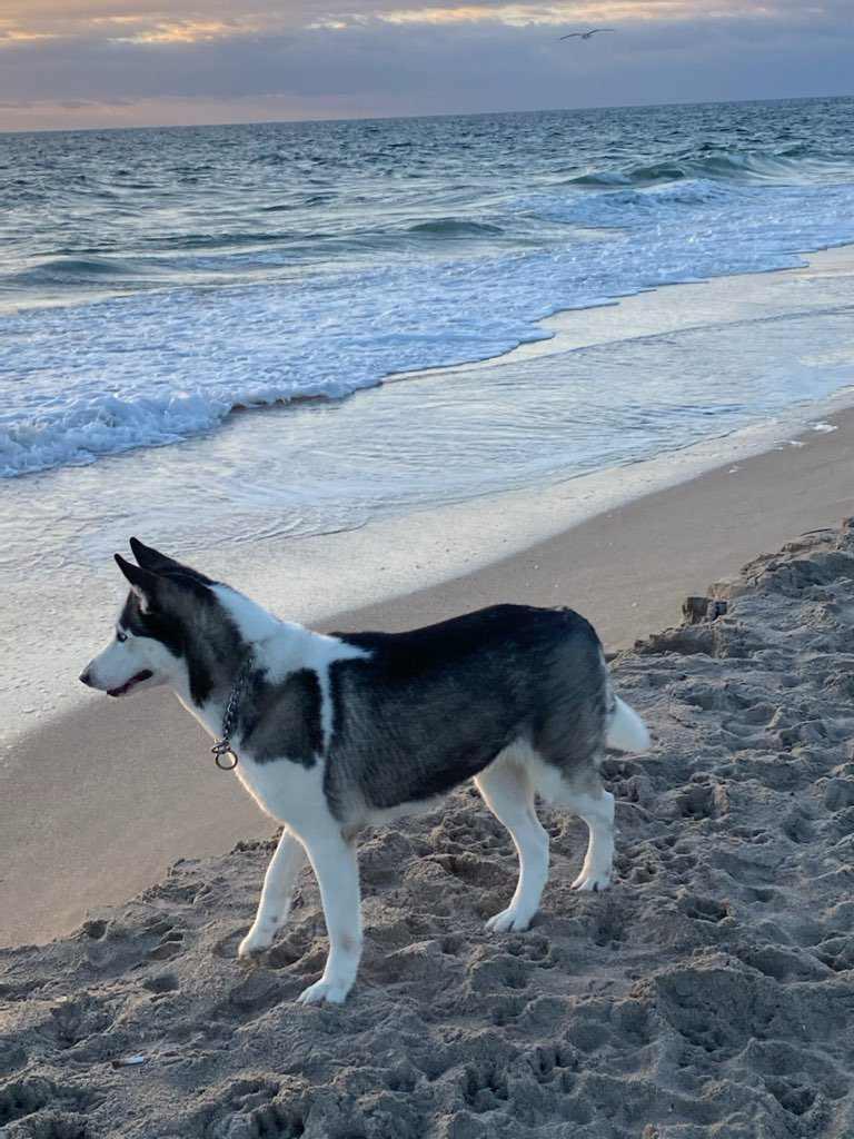 Mila, a Adoptable mixed breed in Boca Raton, FL image 3/4