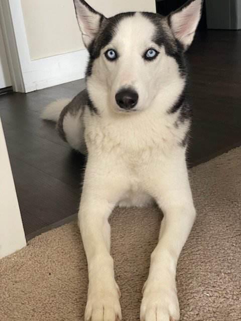 Mila, a Adoptable mixed breed in Boca Raton, FL image 2/4