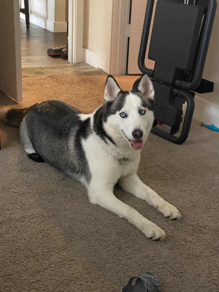 Mila, a Adoptable mixed breed in Boca Raton, FL image 1/4