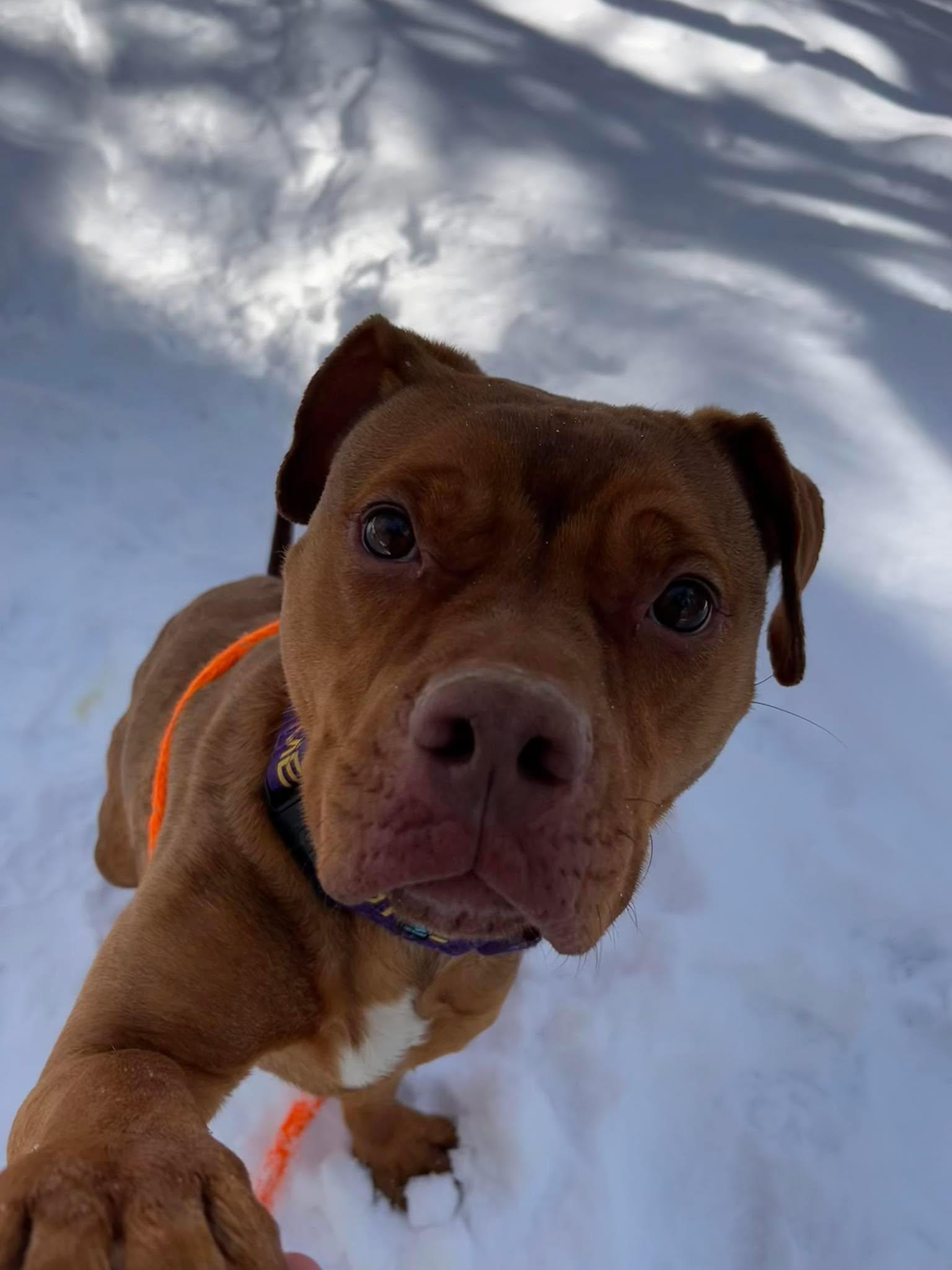 Enlarge Foxy , a Adoptable mixed breed in Paris, ME image 2/3