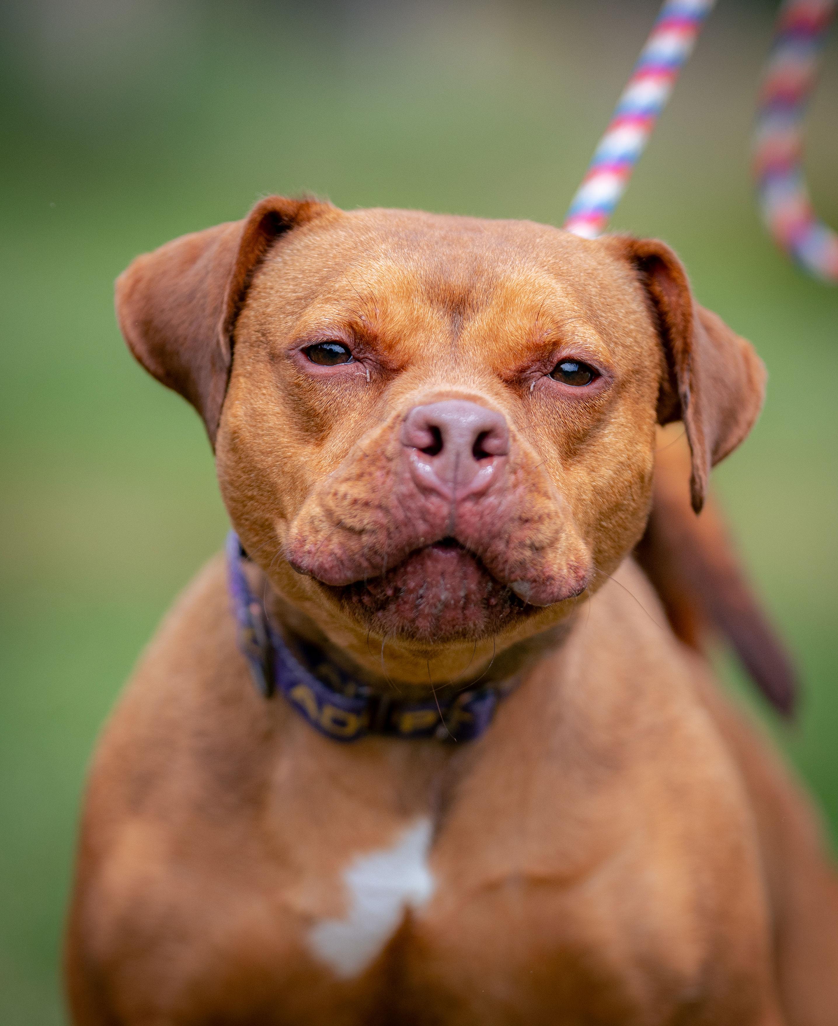 Foxy , Adoptable, Adult Female Mixed Breed.