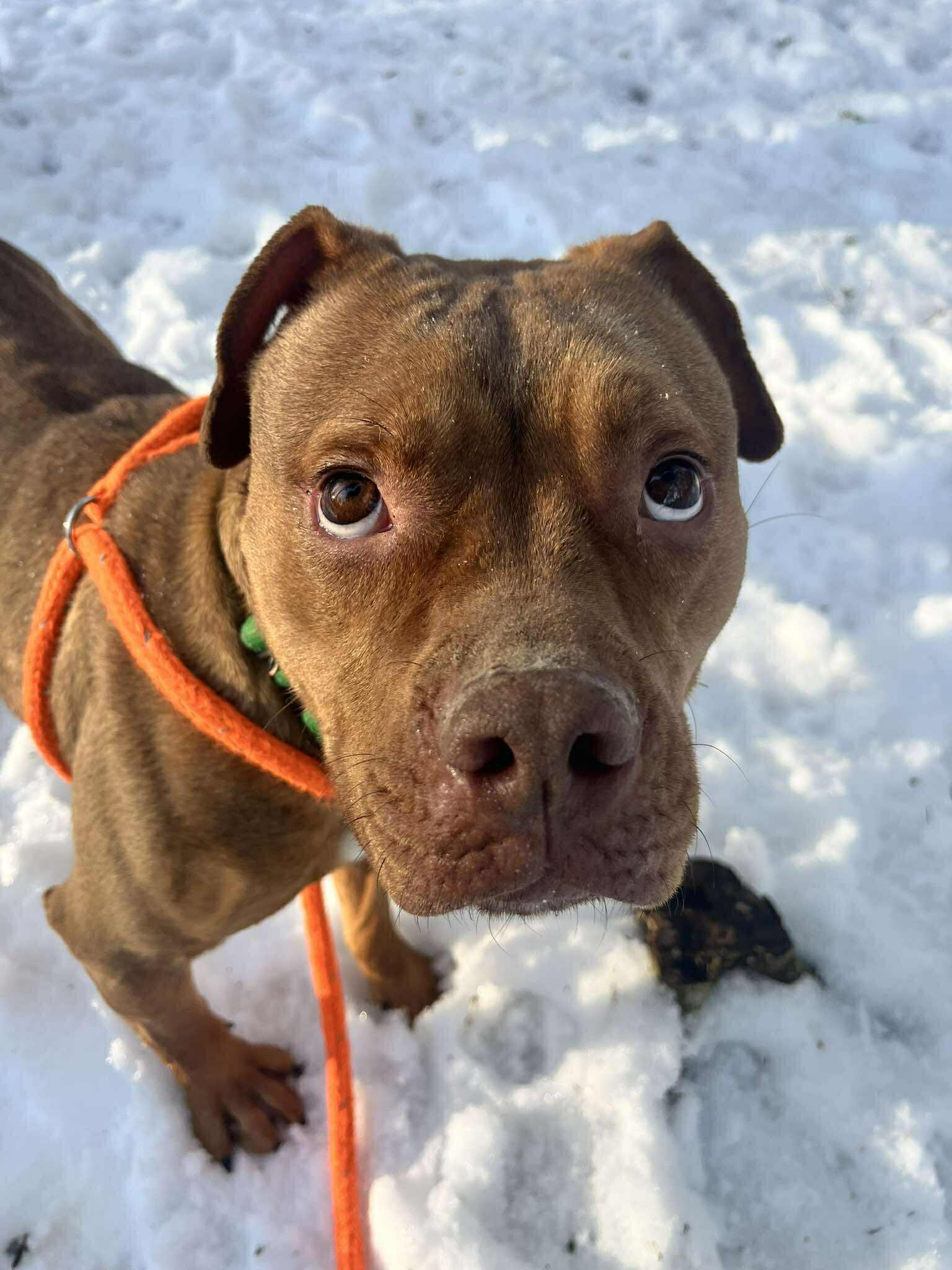 Enlarge Foxy , a Adoptable mixed breed in Paris, ME image 3/3