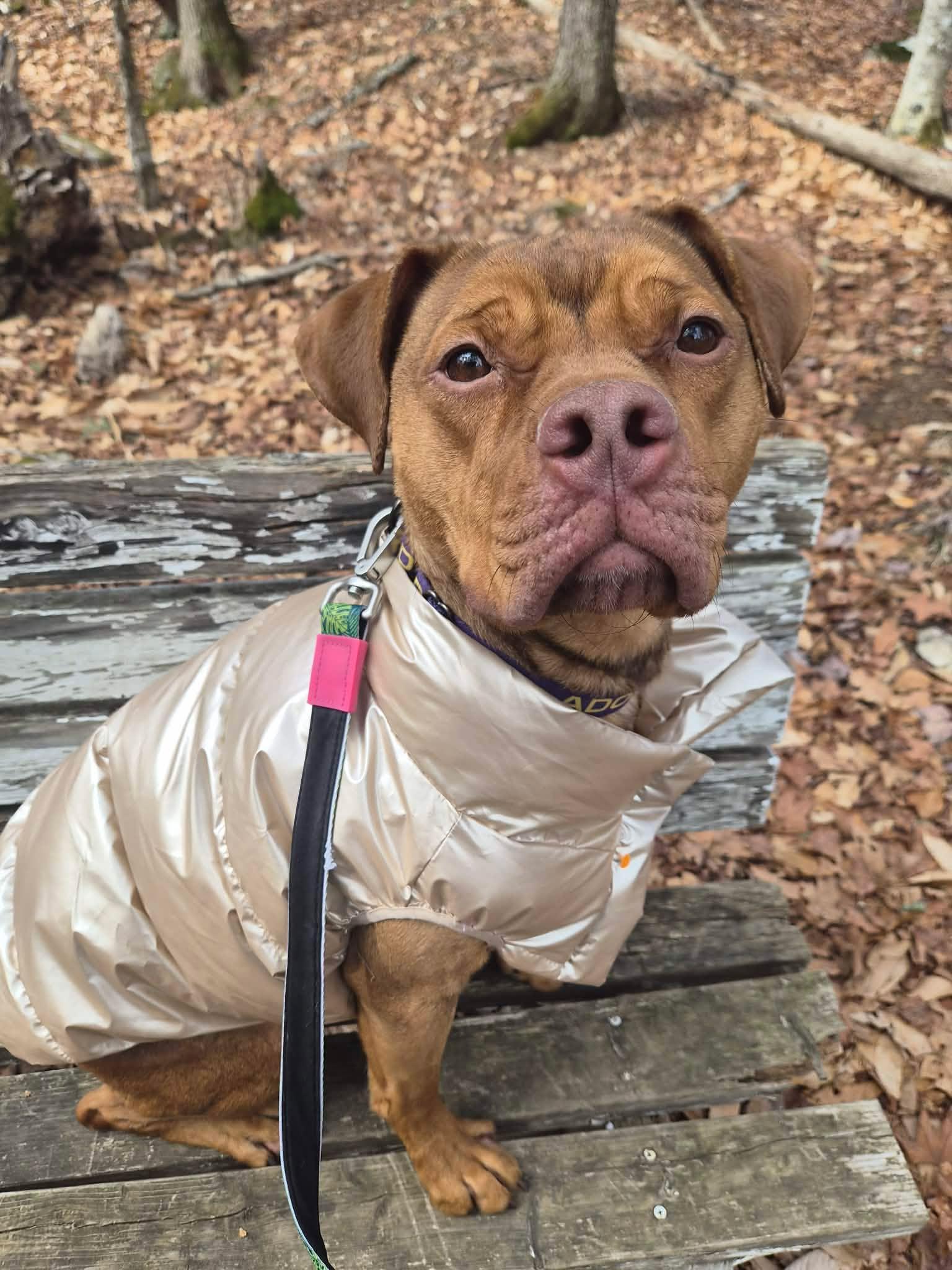 Foxy , Adoptable, Adult Female Mixed Breed.