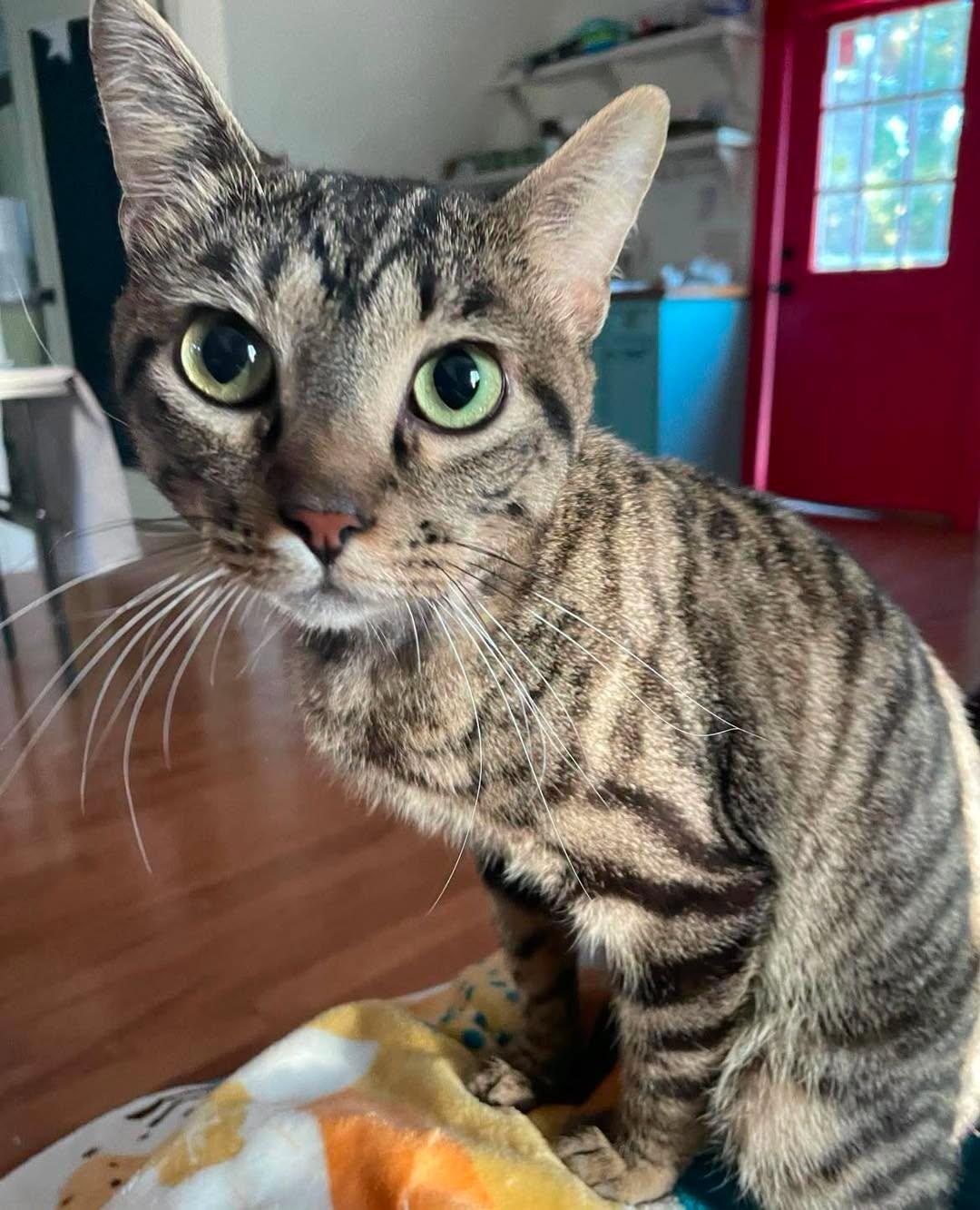 Castiel, Adoptable, Adult Male Domestic Short Hair.