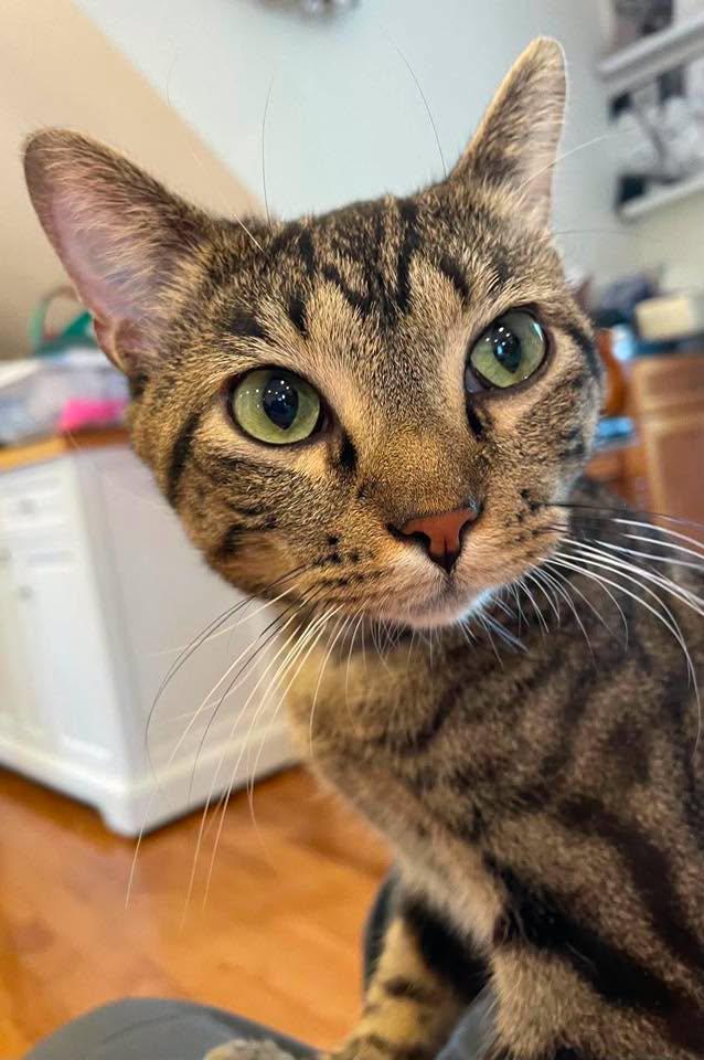 Enlarge Castiel, a Adoptable Domestic Short Hair in Stillwater, OK image 2/3