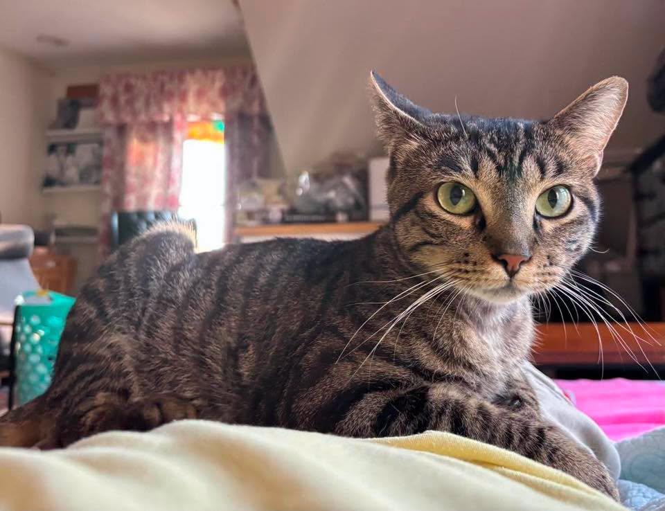 Enlarge Castiel, a Adoptable Domestic Short Hair in Stillwater, OK image 3/3
