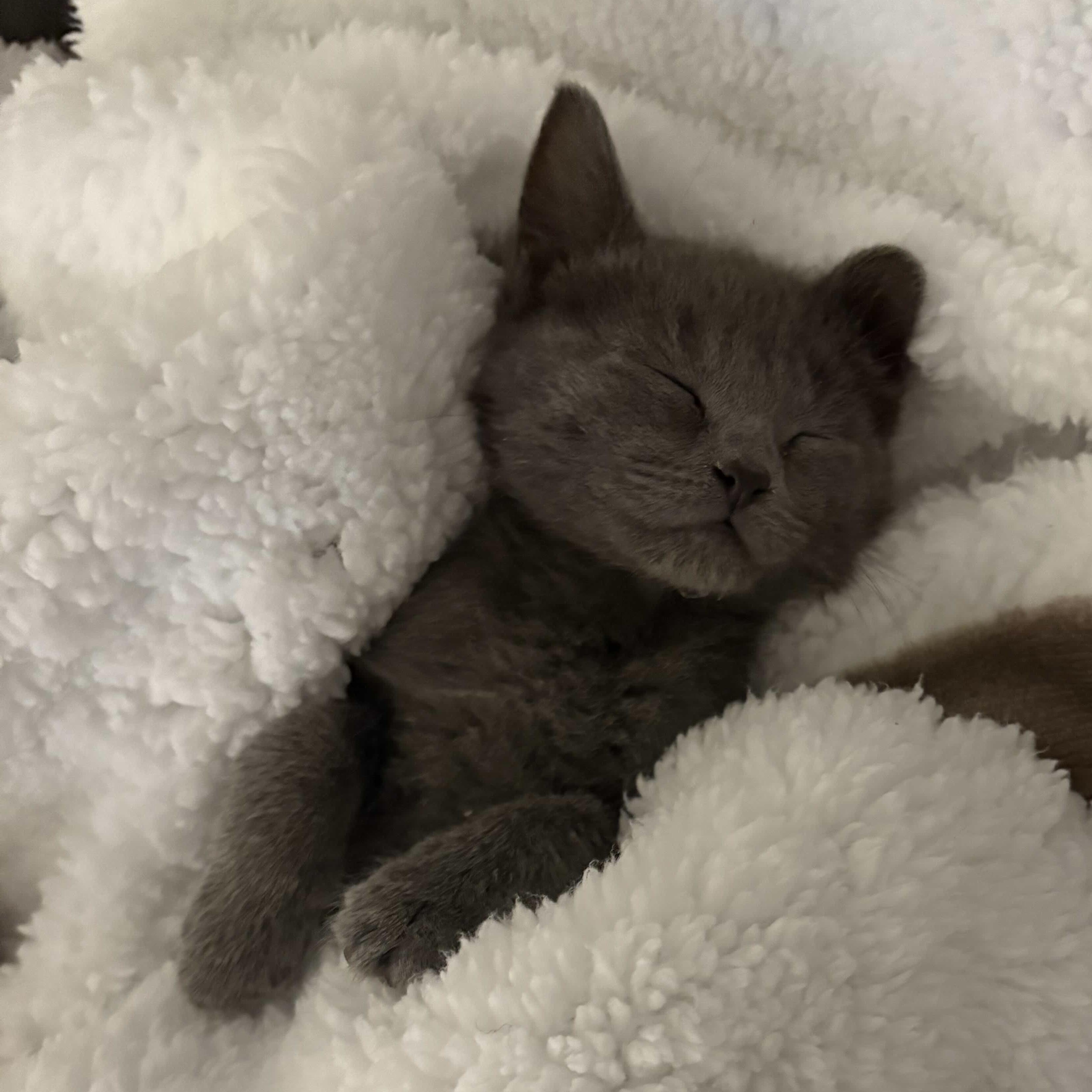 Enlarge Miata, an adopted Domestic Short Hair in Weehawken, NJ image 5/6