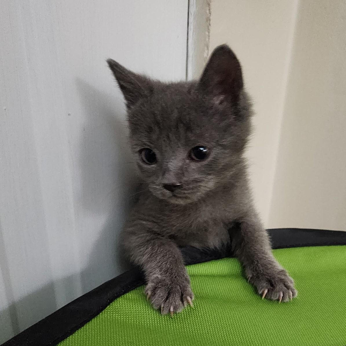 Enlarge Miata, an adopted Domestic Short Hair in Weehawken, NJ image 2/6