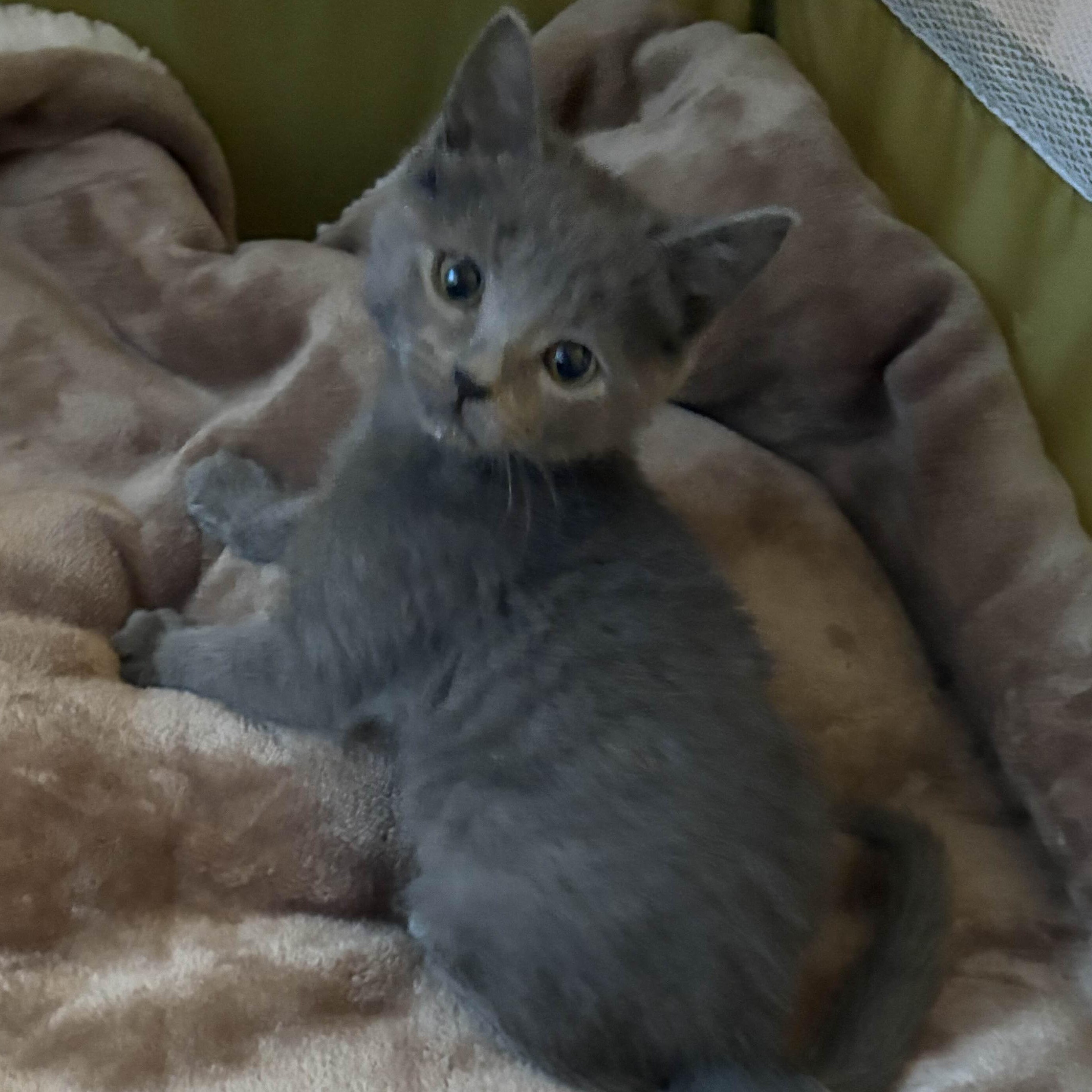 Enlarge Miata, an adopted Domestic Short Hair in Weehawken, NJ image 3/6