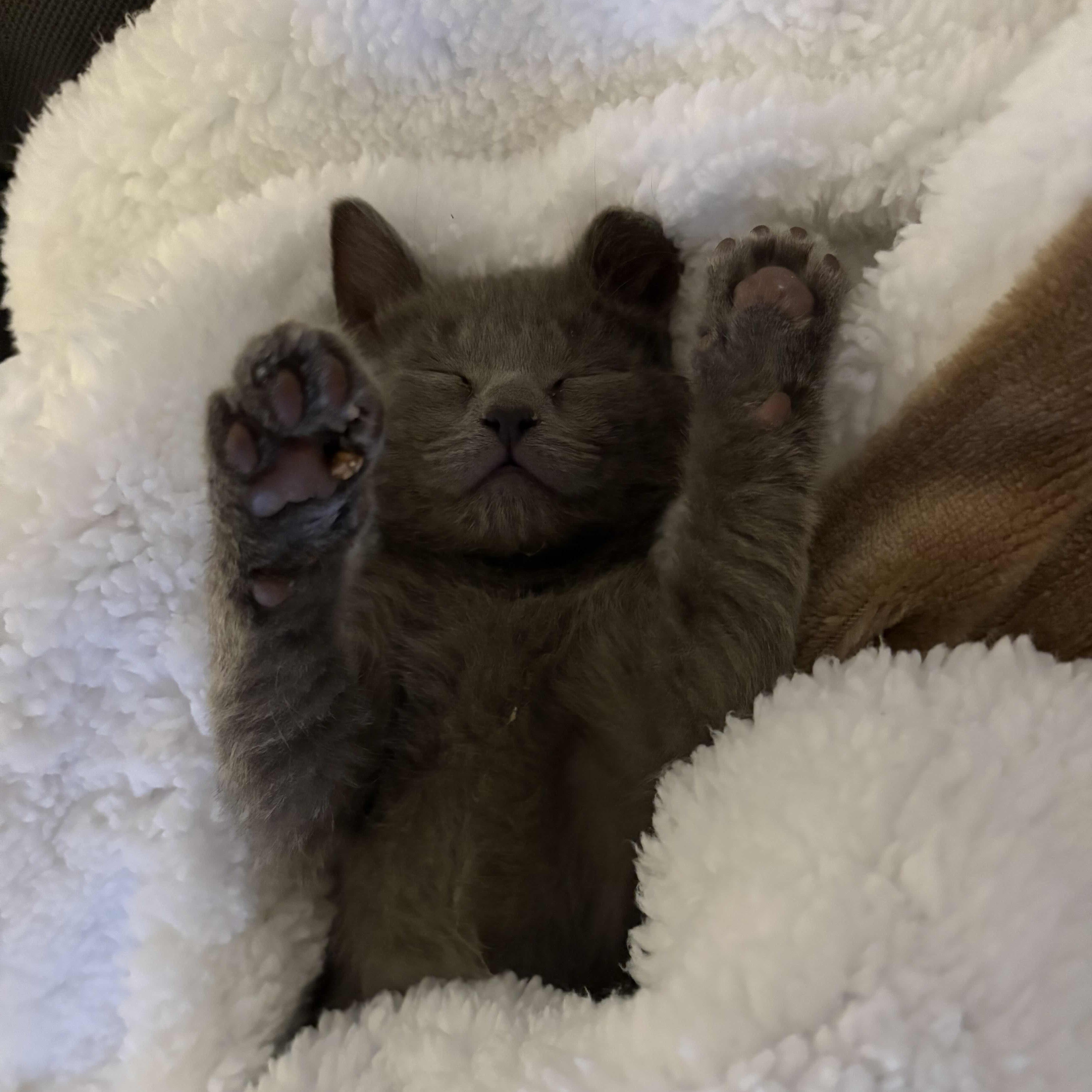 Enlarge Miata, an adopted Domestic Short Hair in Weehawken, NJ image 6/6