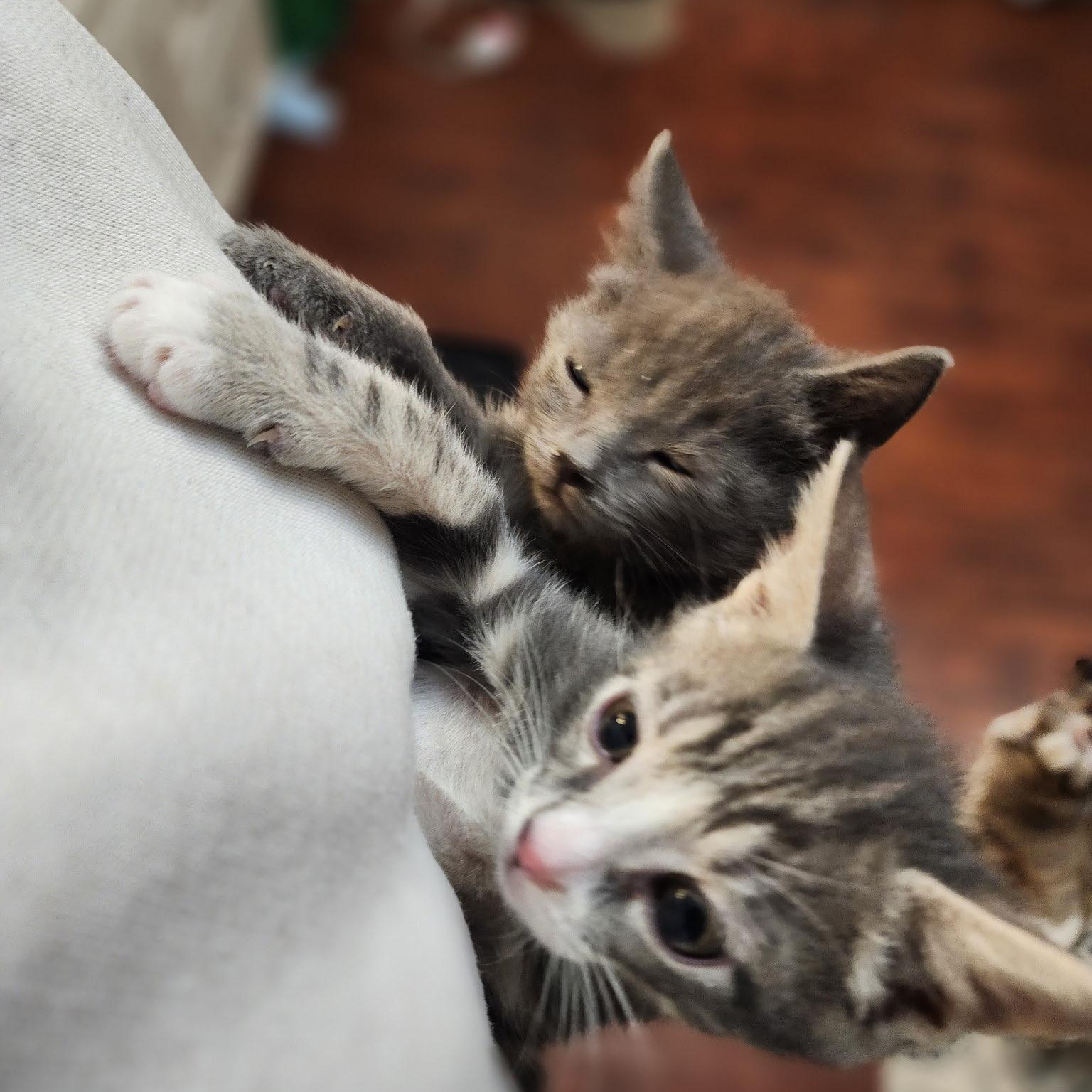 Enlarge Miata, an adopted Domestic Short Hair in Weehawken, NJ image 4/6