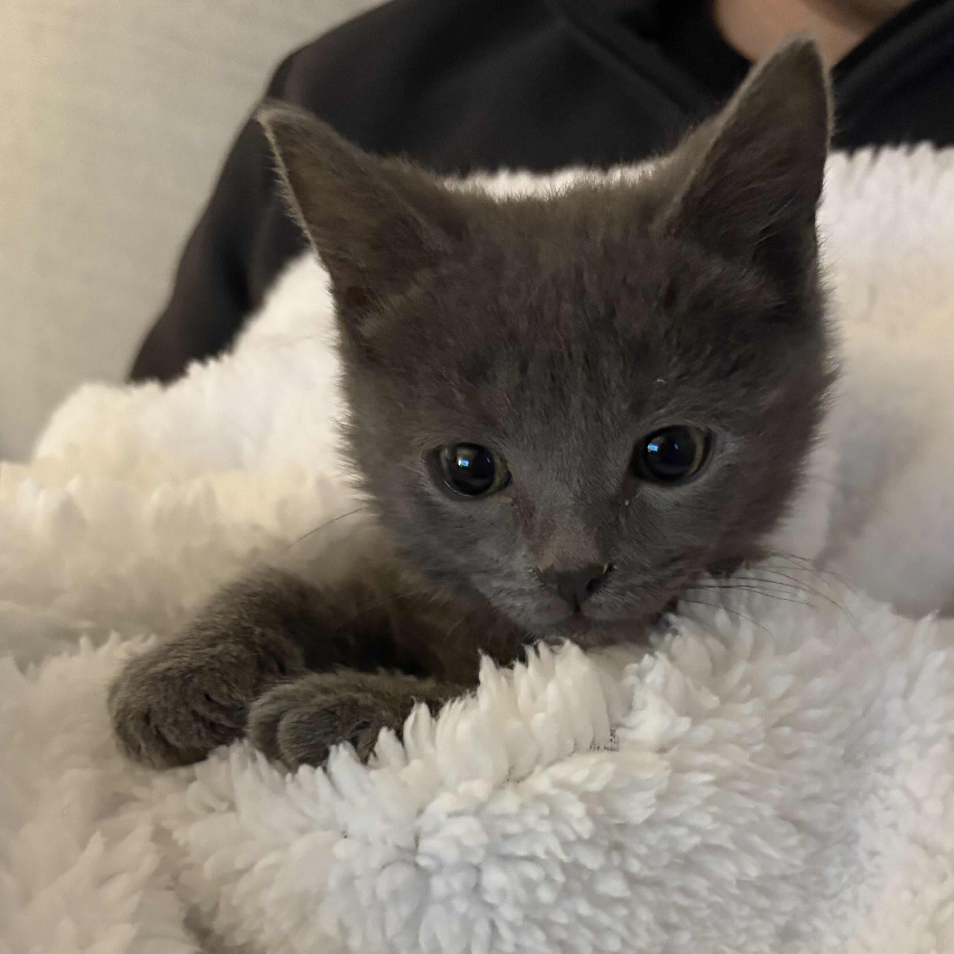 Enlarge Miata, an adopted Domestic Short Hair in Weehawken, NJ image 1/6