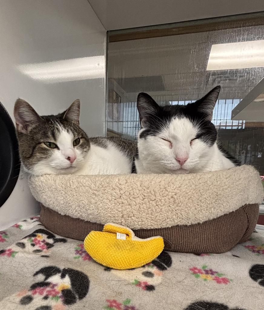 Enlarge Marshmallow, a Adoptable mixed breed in Saint Paul, MN image 2/2