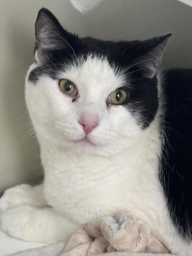 Marshmallow, Adoptable, Adult Male Domestic Short Hair.