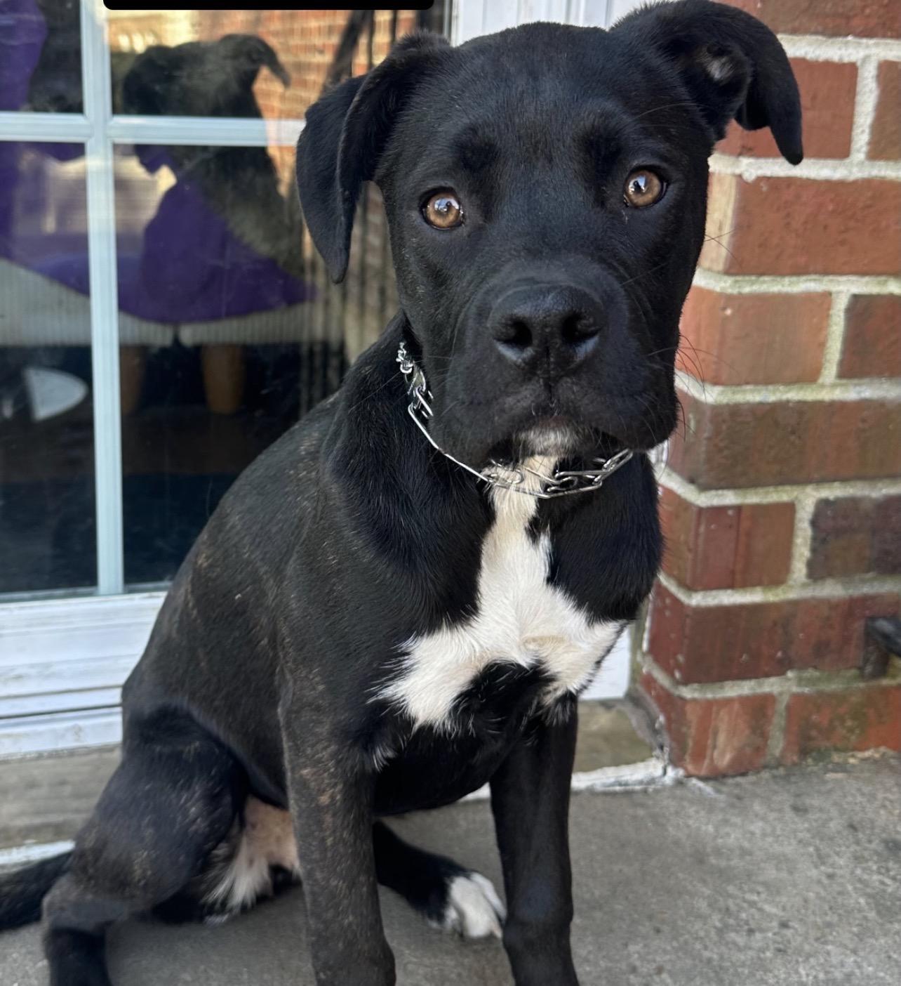 Macaroon thumbnail 2