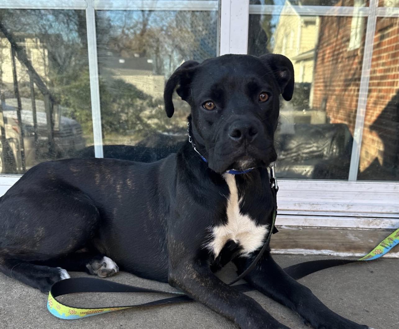 Macaroon thumbnail 4