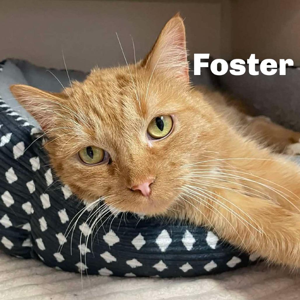 Enlarge Foster 251010, a Adoptable Domestic Short Hair in Escanaba, MI image 1/1