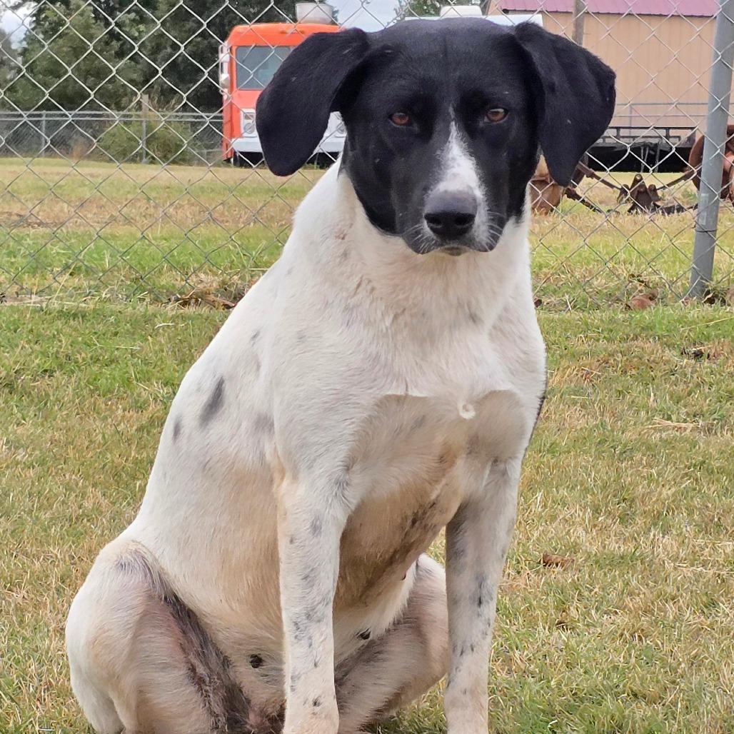 Enlarge Naomi Judd, a Adoptable mixed breed in Enid, OK image 1/2