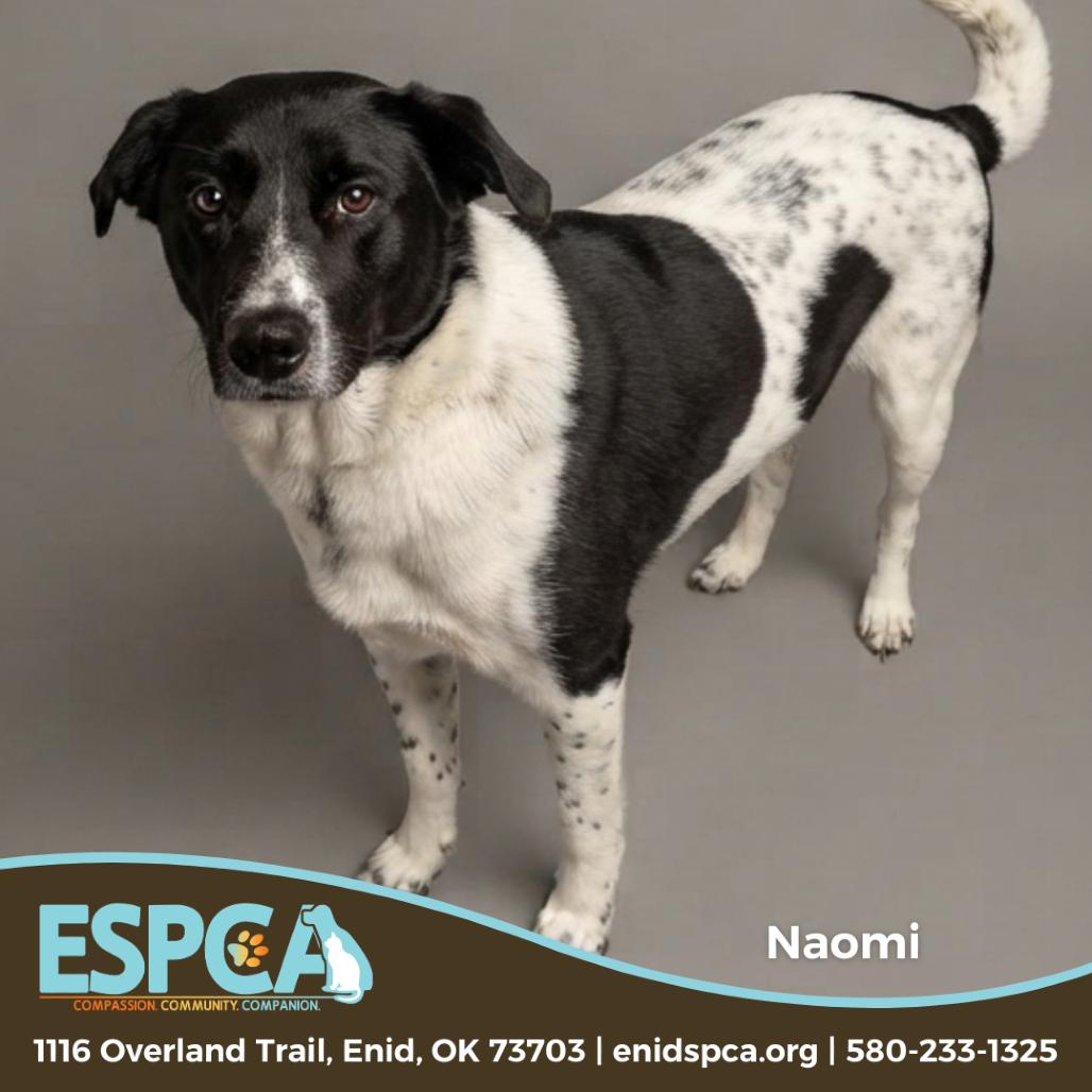 Naomi Judd, Adoptable, Adult Female Border Collie & Australian Cattle Dog / Blue Heeler.