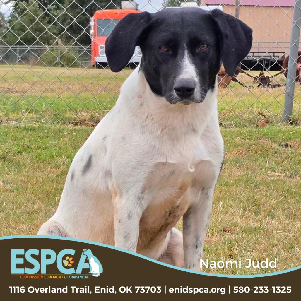 Enlarge Naomi Judd, a Adoptable mixed breed in Enid, OK image 2/2