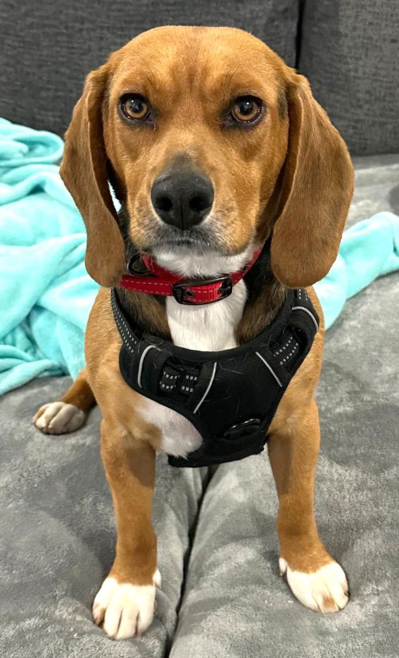 Enlarge Giorgio, a Adoptable Beagle in Dunnellon, FL image 1/3