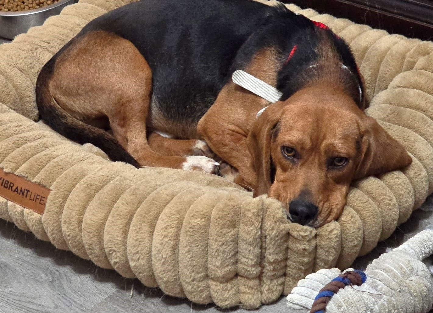 Enlarge Giorgio, a Adoptable Beagle in Dunnellon, FL image 2/3