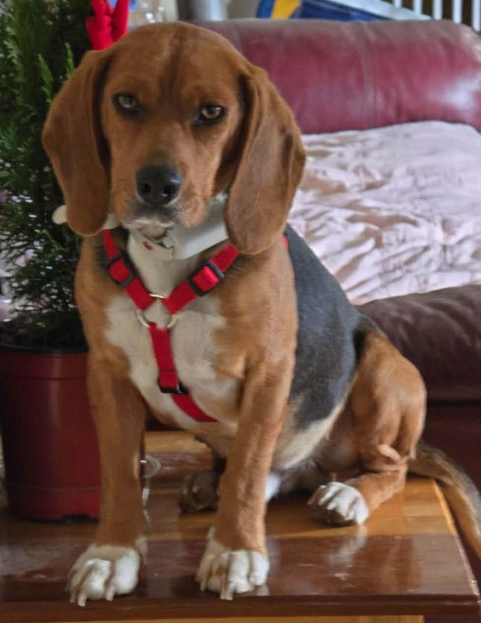 Enlarge Giorgio, a Adoptable Beagle in Dunnellon, FL image 3/3