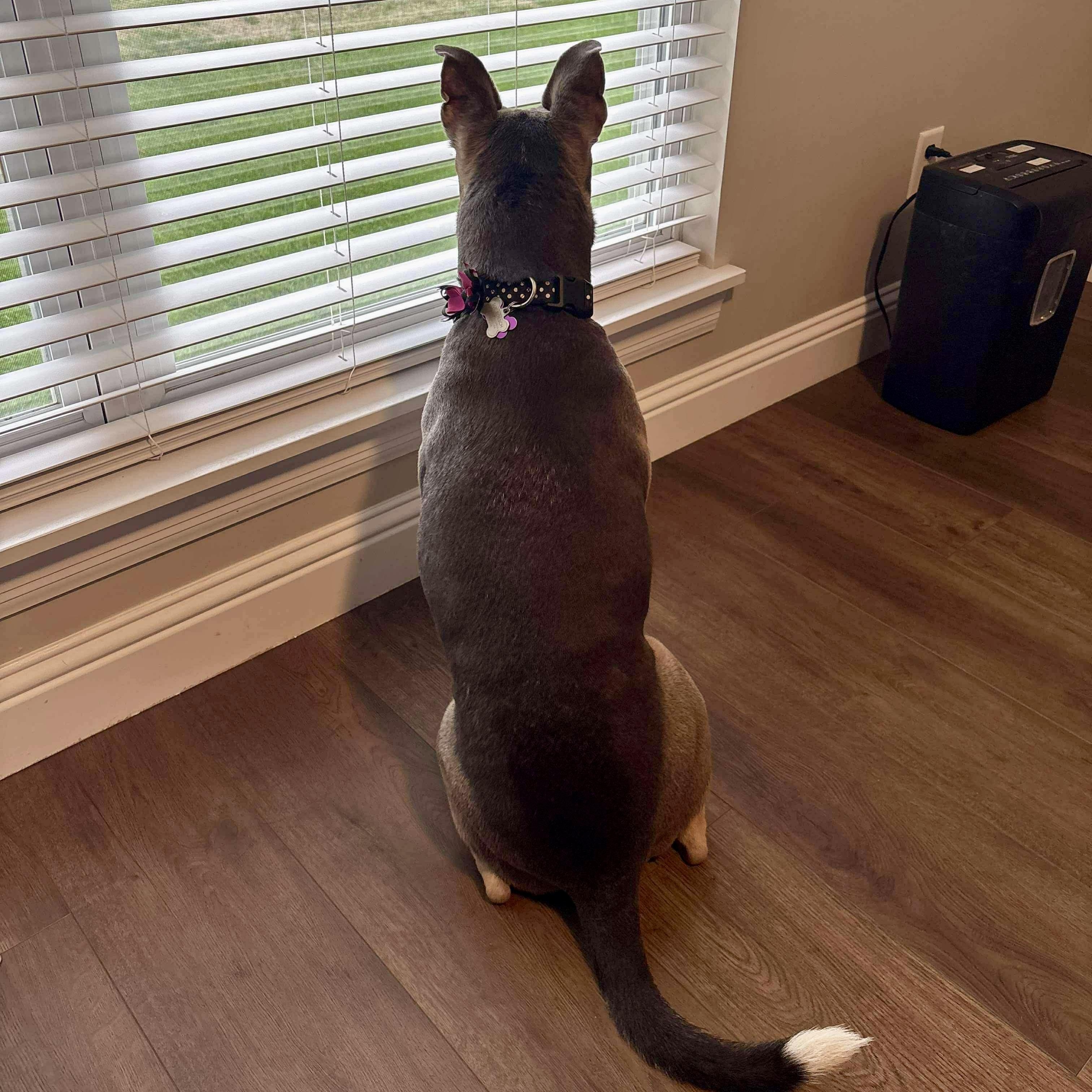 Enlarge Molly, a Adoptable mixed breed in O'Fallon, MO image 6/6