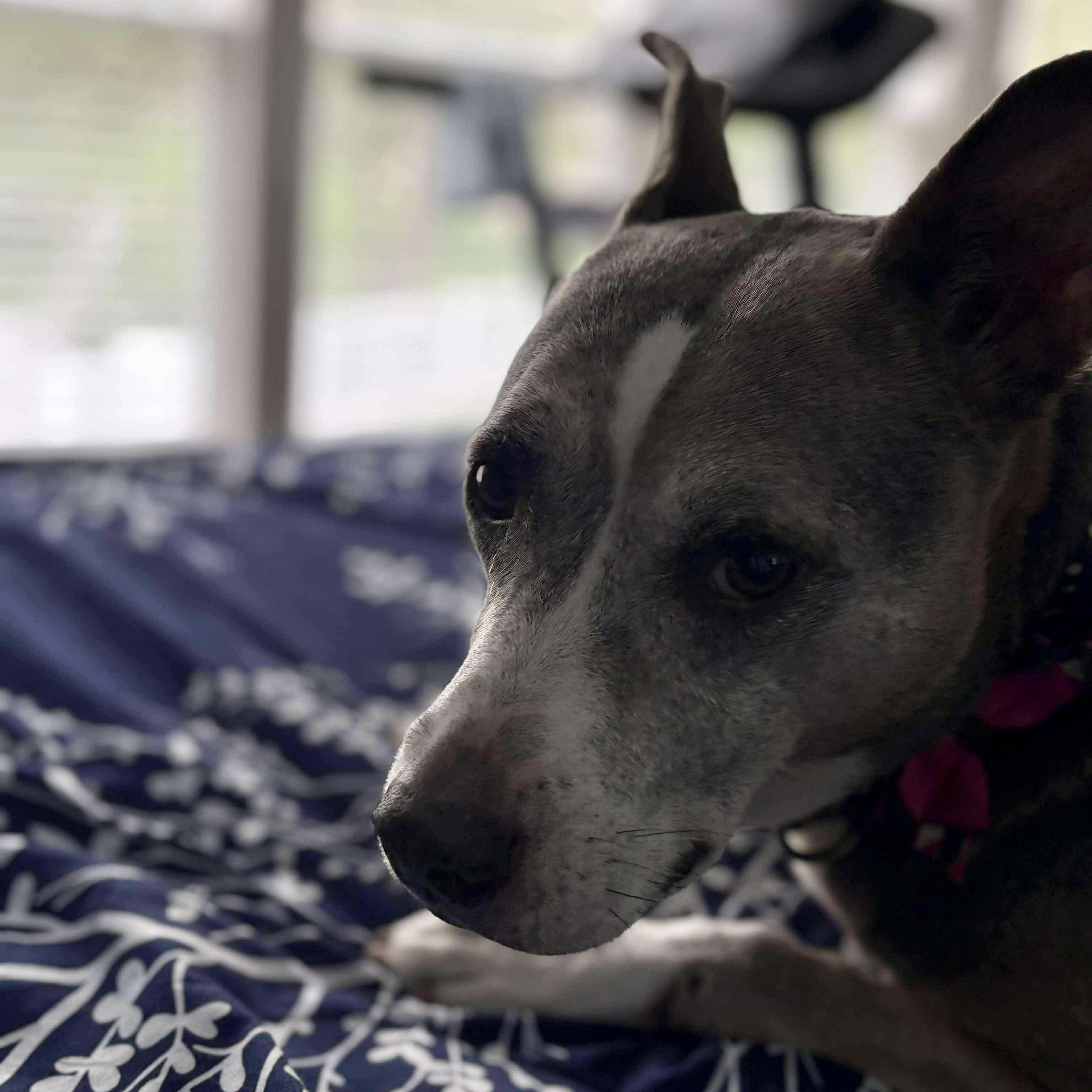 Enlarge Molly, a Adoptable mixed breed in O'Fallon, MO image 5/6