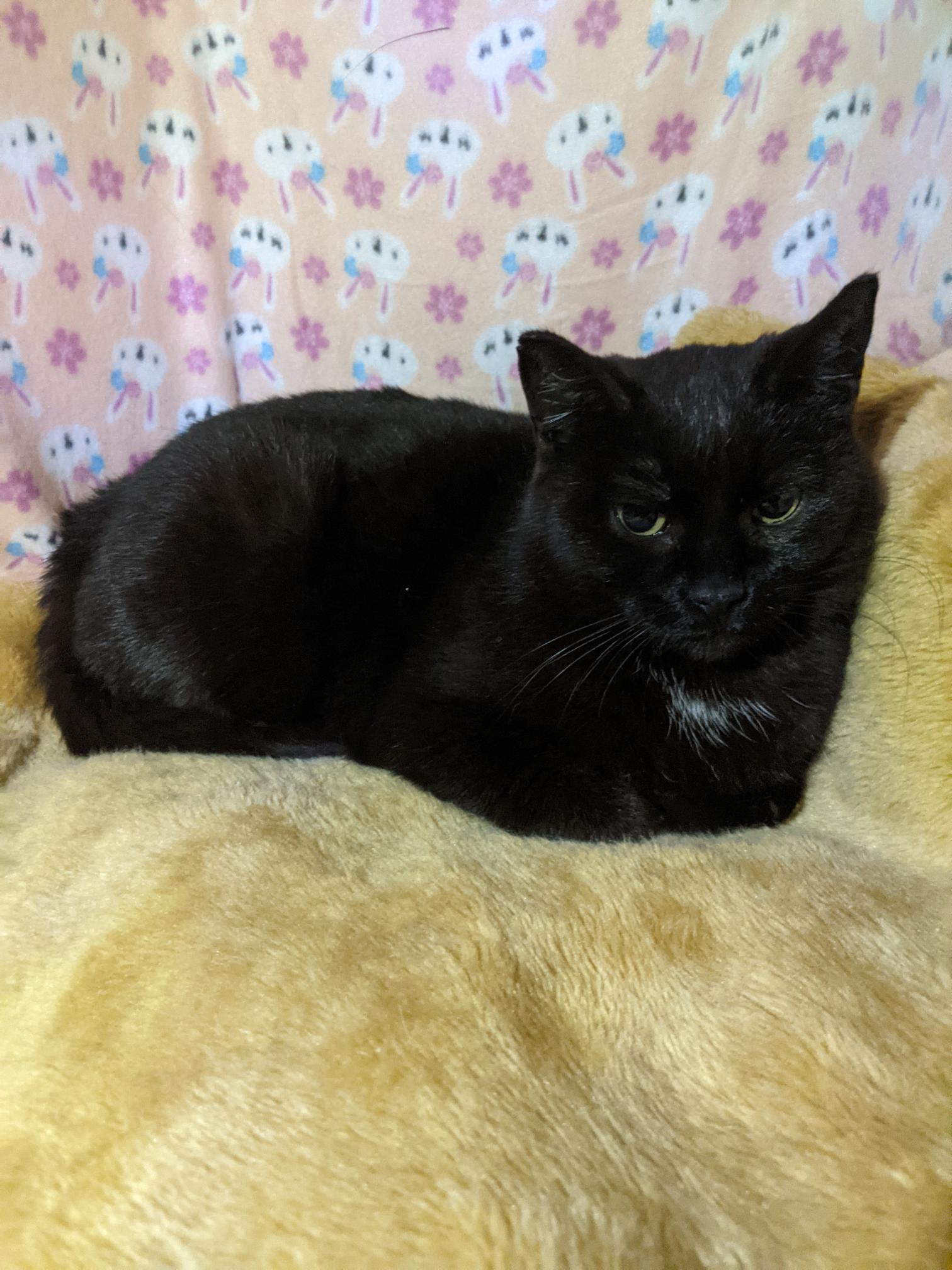 Tootsie, Adoptable, Adult Female Domestic Short Hair.