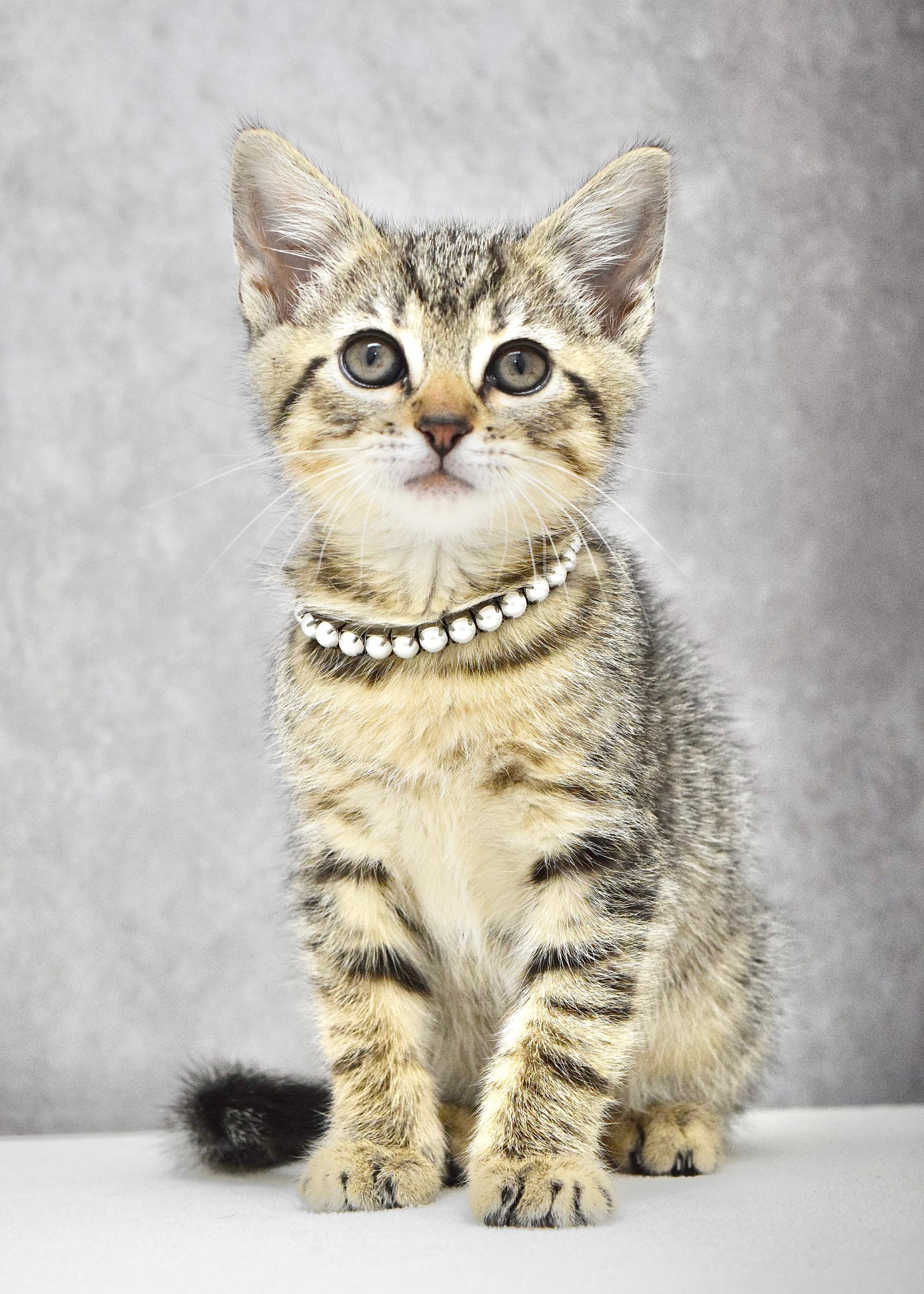 Tutu, adopted, Kitten Female Domestic Short Hair.