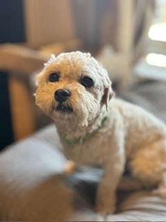 Enlarge Boomer - Adoption Pending, an adopted mixed breed in Yakima, WA image 3/5