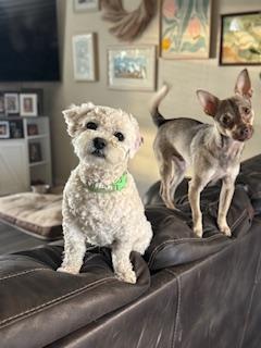 Enlarge Boomer - Adoption Pending, an adopted mixed breed in Yakima, WA image 5/5