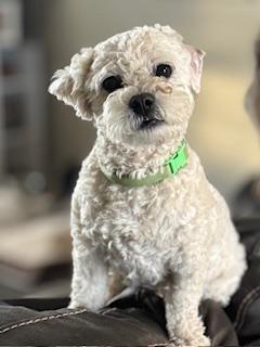 Enlarge Boomer - Adoption Pending, an adopted mixed breed in Yakima, WA image 1/5